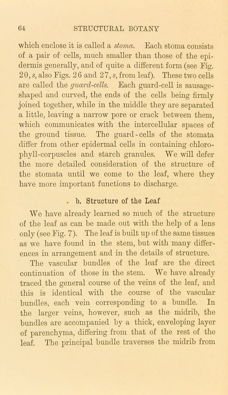 which enclose it is called a stoma. Each stoma consists of a pair of cells, much smaller than those of the epi- dermis generally, and of quite a different form (see Fig. 2 0, s, also Figs. 2 6 and 2 7, s, from leaf). These two cells are called the guard-cells. Each guard-cell is sausage- shaped and curved, the ends of the cells being firmly joined together, while in the middle they are separated a little, leaving a narrow pore or crack between them, which communicates with the intercellular spaces of the ground tissue. The guard-cells of the stomata differ from other epidermal cells in containing chloro- phyll-corpuscles and starch granules. We will defer the more detailed consideration of the structure of the stomata until we come to the leaf, where they have more important functions to discharge. . b. Structure of the Leaf We have already learned so much of the structure of the leaf as can be made out with the help of a lens only (see Fig. 7). The leaf is built up of the same tissues as we have found hi the stem, but with many differ- ences in arrangement and in the details of structure. The vascular bundles of the leaf are the direct continuation of those in the stem. We have already traced the general course of the veins of the leaf, and this is identical with the course of the vascular bundles, each vein corresponding to a bundle. In the larger veins, however, such as the midrib, the bundles are accompanied by a thick, enveloping layer of parenchyma, differing from that of the rest of the leaf. The principal bundle traverses the midrib from