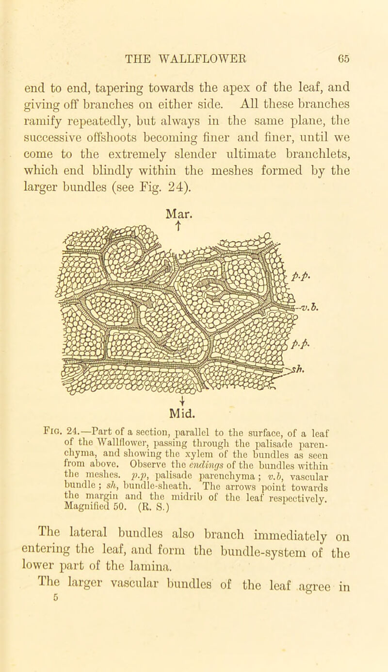 end to end, tapering towards the apex of the leaf, and giving off branches on either side. All these branches ramify repeatedly, but always in the same plane, the successive offshoots becoming finer and finer, until we come to the extremely slender ultimate branchlets, which end blindly within the meshes formed by the larger bundles (see Fig. 24). Mar. 4 Mid. Fig. 24.—Part of a section, parallel to the surface, of a leaf of the Wallflower, passing through the palisade paren- chyma, and showing the xylem of the bundles as seen from above. Observe the endings of the bundles within the meshes, p.p, palisade parenchyma; v.b, vascular bundle ; sh, bundle-sheatli. The arrows point towards the margin and the midrib of the leaf respectively Magnified 50. (R. S.) The lateral bundles also branch immediately on entering the leaf, and form the bundle-system of the lower part of the lamina. The larger vascular bundles of the leaf agree in Ft