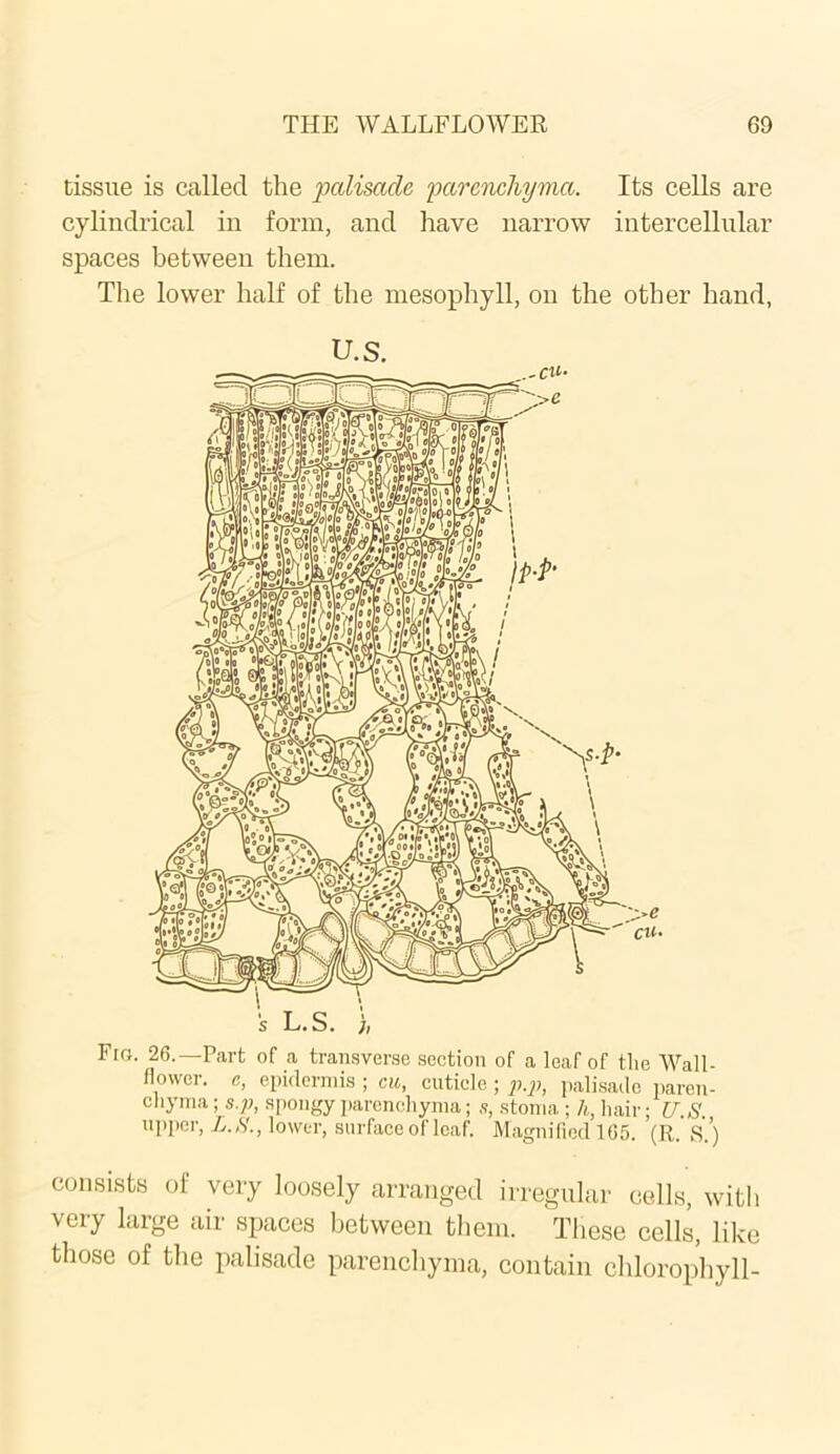 tissue is called the 'palisade parenchyma. Its cells are cylindrical in form, and have narrow intercellular spaces between them. The lower half of the mesophyll, on the other hand, U.S. Fra. 26.—Pcart of ,a transverse section of a leaf of tire Wall- flower. e, epidermis ; cu, cuticle ; p.p, palisade paren- chyma ; s.p, spongy parenchyma; s, stoma ; h, hair; U ,$' upper, L.S., lower, surface of leaf. Magnified 165. (R. 8.) consists of very loosely arranged irregular cells, with very large air spaces between them. These cells, like those of the palisade parenchyma, contain chlorophyll-