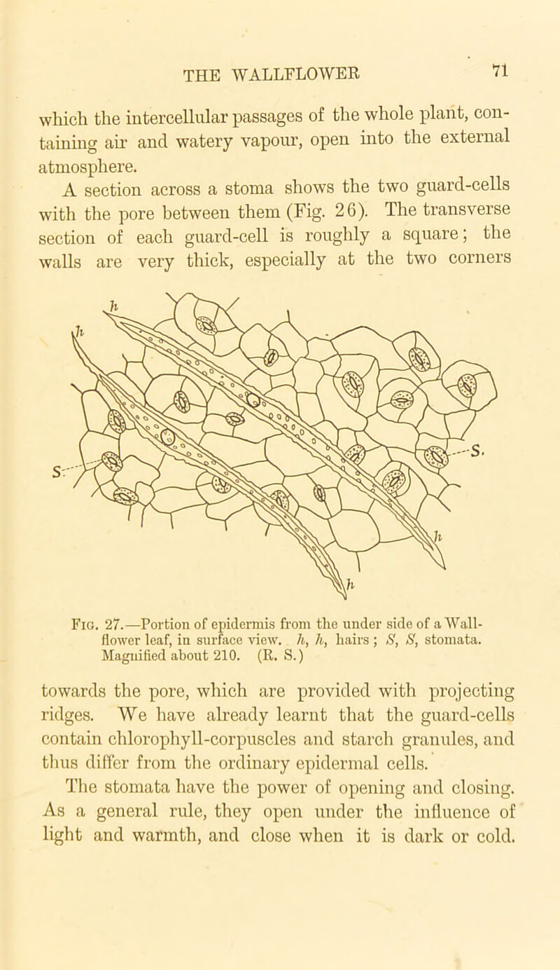 which the intercellular passages of the whole plant, con- taining air and watery vapour, open into the external atmosphere. A section across a stoma shows the two guard-cells with the pore between them (Fig. 26). The transverse section of each guard-cell is roughly a square; the walls are very thick, especially at the two corners Fig. 27.—Portion of epidermis from the under side of a Wall- flower leaf, in surface view, h, h, hairs ; S, S, stomata. Magnified about 210. (R. S.) towards the pore, which are provided with projecting ridges. We have already learnt that the guard-cells contain chlorophyll-corpuscles and starch granules, and tli us differ from the ordinary epidermal cells. The stomata have the power of opening and closing. As a general rule, they open under the influence of light and warmth, and close when it is dark or cold.