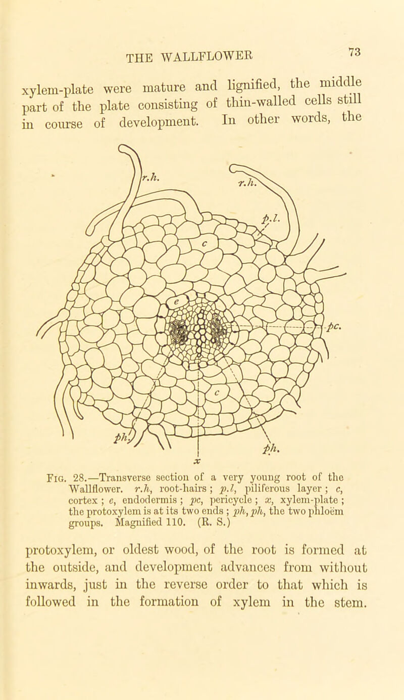 xylem-plate were mature ancl lignified, the middle part of the plate consisting of thin-walled cells still in course of development. In other words, the X Fig. 28.—Transverse section of a very young root of the Wallflower, r.h, root-hairs; p.l, piliferous layer; c, cortex ; e, endodermis ; pc, pericycle ; x, xylem-plate ; the protoxylem is at its two ends ; ph, pli, the two phloem groups. Magnified 110. (R. S.) protoxylem, or oldest wood, of the root is formed at the outside, and development advances from without inwards, just in the reverse order to that which is followed in the formation of xylem in the stem.