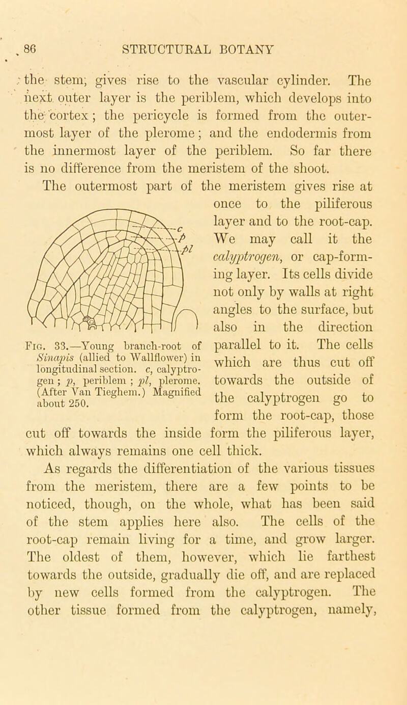 the stem; gives rise to the vascular cylinder. The next outer layer is the periblem, which develops into the; cortex; the pericycle is formed from the outer- most layer of the plerome; and the endodermis from the innermost layer of the periblem. So far there is no difference from the meristem of the shoot. The outermost part of the meristem gives rise at once to the piliferous layer and to the root-cap. We may call it the calyptrogen, or cap-form- ing layer. Its cells divide not only by walls at right angles to the surface, but also in the direction parallel to it. The cells which are thus cut off towards the outside of the calyptrogen go to form the root-cap, those cut off towards the inside form the piliferous layer, which always remains one cell thick. As regards the differentiation of the various tissues from the meristem, there are a few points to be noticed, though, on the whole, what has been said of the stem applies here also. The cells of the root-cap remain living for a time, and grow larger. The oldest of them, however, which lie farthest towards the outside, gradually die off, and are replaced by new cells formed from the calyptrogen. The other tissue formed from the calyptrogen, namely, Fig. 33.—Young branch-root of Sin apis (allied to Wallflower) in longitudinal section, c, calyptro- gen ; p, periblem ; pi, plerome. (After Van Tieghem.) Magnified about 250.