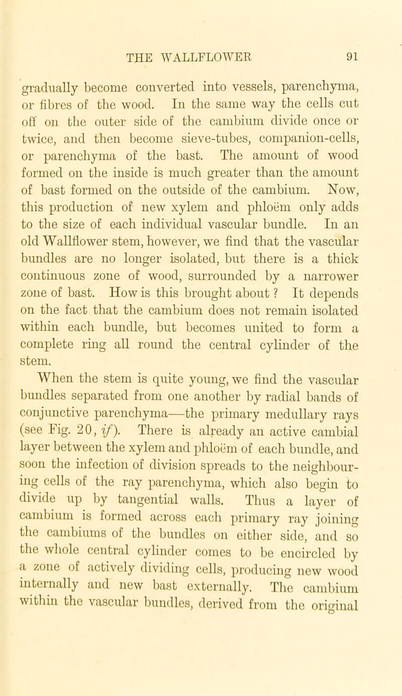 gradually become converted into vessels, parenchyma, or fibres of the wood. In the same way the cells cut off on the outer side of the cambium divide once or twice, and then become sieve-tubes, companion-cells, or parenchyma of the bast. The amount of wood formed on the inside is much greater than the amount of bast formed on the outside of the cambium. Now, this production of new xylem and phloem only adds to the size of each individual vascular bundle. In an old Wallflower stem, however, we find that the vascular bundles are no longer isolated, but there is a thick continuous zone of wood, surrounded by a narrower zone of bast. How is this brought about ? It depends on the fact that the cambium does not remain isolated within each bundle, but becomes united to form a complete ring all round the central cylinder of the stem. When the stem is quite young, we find the vascular bundles separated from one another by radial bands of conjunctive parenchyma—the primary medullary rays (see Fig. 20, if). There is already an active cambial layer between the xylem and phloem of each bundle, and soon the infection of division spreads to the neighbour- ing cells of the ray parenchyma, which also begin to divide up by tangential walls. Thus a layer of cambium is formed across each primary ray joining the cambiums of the bundles on either side, and so the whole central cylinder comes to be encircled by a zone of actively dividing cells, producing new wood internally and new bast externally. The cambium within the vascular bundles, derived from the original