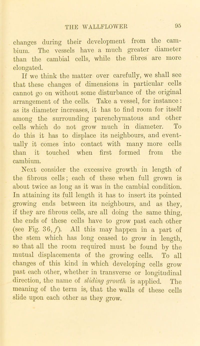 changes during their development from the cam- bium. The vessels have a much greater diameter than the cambial cells, while the fibres are more elongated. If we think the matter over carefully, we shall see that these changes of dimensions in particular cells cannot go on without some disturbance of the original arrangement of the cells. Take a vessel, for instance: as its diameter increases, it has to find room for itself among the surrounding parenchymatous and other cells which do not grow much in diameter. To do this it has to displace its neighbours, and event- ually it comes into contact with many more cells than it touched when first formed from the cambium. Next consider the excessive growth in length of the fibrous cells; each of these when full grown is about twice as long as it was in the cambial condition. In attaining its full length it has to insert its pointed growing ends between its neighbours, and as they, if they are fibrous cells, are all doing the same thing, the ends of these cells have to grow past each other (see Fig. 36,/). All this may happen in a part of the stem which has long ceased to grow in length, so that all the room required must be found by the mutual displacements of the growing cells. To all changes of this kind in which developing cells grow past each other, whether in transverse or longitudinal direction, the name of sliding growth is applied. The meaning of the term is, that the walls of these cells slide upon each other as they grow.