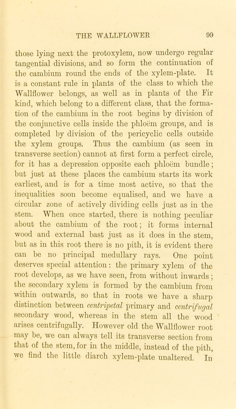 those lying next the protoxylem, now undergo regular tangential divisions, and so form the continuation of the cambium round the ends of the xylem-plate. It is a constant rule in plants of the class to which the Wallflower belongs, as well as in plants of the Fir kind, which belong to a different class, that the forma- tion of the cambium in the root begins by division of the conjunctive cells inside the phloem groups, and is completed by division of the pericyclic cells outside the xylem groups. Thus the cambium (as seen in transverse section) cannot at first form a perfect circle, for it has a depression opposite each phloem bundle; but just at these places the cambium starts its work earliest, and is for a time most active, so that the inequalities soon become equalised, and we have a circular zone of actively dividing cells just as in the stem. When once started, there is nothing peculiar about the cambium of the root; it forms internal wood and external bast just as it does in the stem, but as in this root there is no pith, it is evident there can be no principal medullary rays. One point deserves special attention: the primary xylem of the root develops, as we have seen, from without inwards; the secondary xylem is formed by the cambium from within outwards, so that in roots we have a sharp distinction between centripetal primary and centrifugal secondary wood, whereas in the stem all the wood arises centrifugally. However old the Wallflower root may be, we can always tell its transverse section from that of the stem, for in the middle, instead of the pith, we find the little diarch xylem-plate unaltered. In