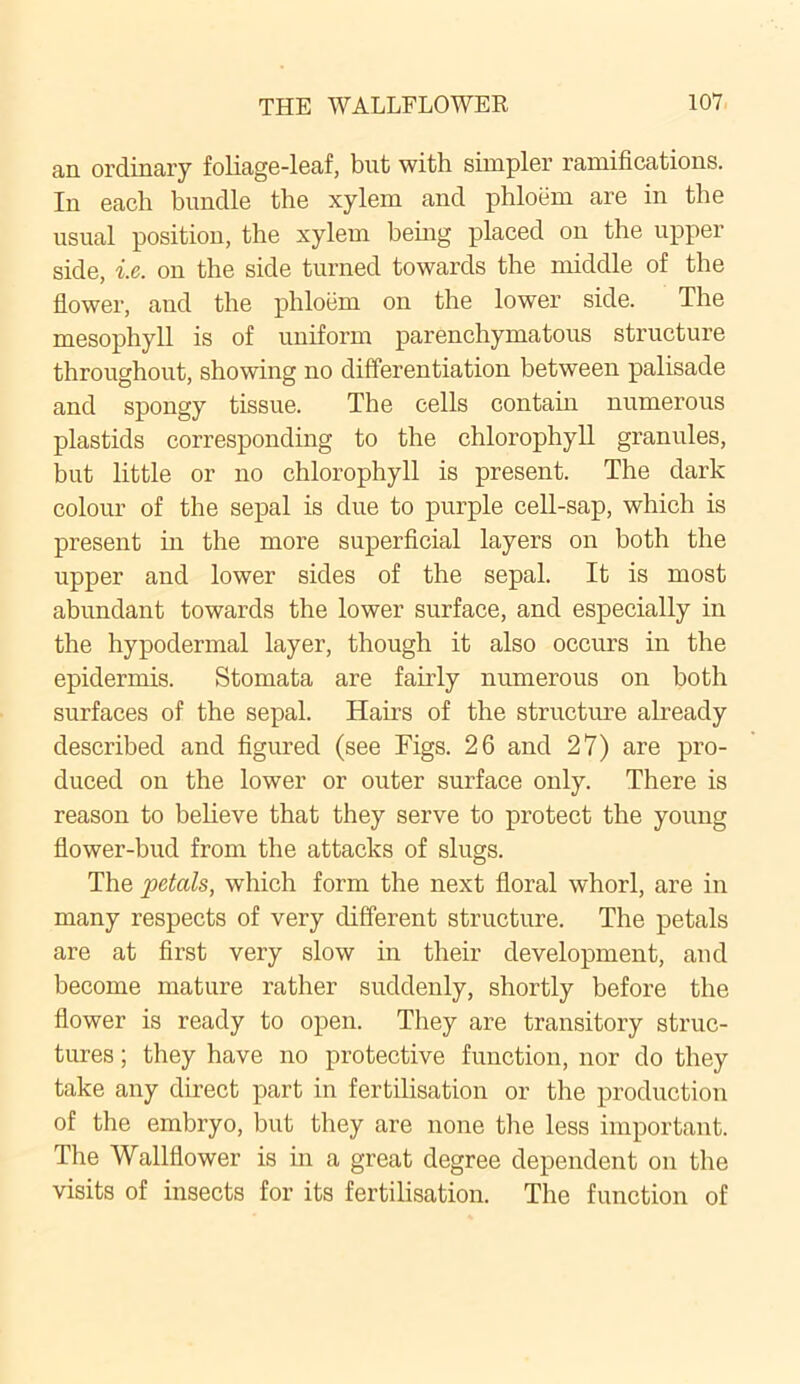 an ordinary foliage-leaf, but with simpler ramifications. In each bundle the xylem and phloem are in the usual position, the xylem being placed on the upper side, i.e. on the side turned towards the middle of the flower, and the phloem on the lower side. The mesophyll is of uniform parenchymatous structure throughout, showing no differentiation between palisade and spongy tissue. The cells contain numerous plastids corresponding to the chlorophyll granules, but little or no chlorophyll is present. The dark colour of the sepal is due to purple cell-sap, which is present in the more superficial layers on both the upper and lower sides of the sepal. It is most abundant towards the lower surface, and especially in the hypodermal layer, though it also occurs in the epidermis. Stomata are fairly numerous on both surfaces of the sepal. Hairs of the structure already described and figured (see Tigs. 26 and 27) are pro- duced on the lower or outer surface only. There is reason to believe that they serve to protect the young flower-bud from the attacks of slugs. The petals, which form the next floral whorl, are in many respects of very different structure. The petals are at first very slow in their development, and become mature rather suddenly, shortly before the flower is ready to open. They are transitory struc- tures ; they have no protective function, nor do they take any direct part in fertilisation or the production of the embryo, but they are none the less important. The Wallflower is in a great degree dependent on the visits of insects for its fertilisation. The function of