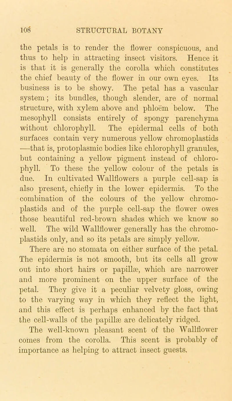 the petals is to render the flower conspicuous, and thus to help in attracting insect visitors. Hence it is that it is generally the corolla which constitutes the chief beauty of the flower in our own eyes. Its business is to be showy. The petal has a vascular system; its bundles, though slender, are of normal structure, with xylem above and phloem below. The mesophyll consists entirely of spongy parenchyma without chlorophyll. The epidermal cells of both surfaces contain very numerous yellow chromoplastids —that is, protoplasmic bodies like chlorophyll granules, but containing a yellow pigment instead of chloro- phyll. To these the yellow colour of the petals is due. In cultivated Wallflowers a purple cell-sap is also present, chiefly in the lower epidermis. To the combination of the colours of the yellow chromo- plastids and of the purple cell-sap the flower owes those beautiful red-brown shades which we know so well. The wild Wallflower generally has the chromo- plastids only, and so its petals are simply yellow. There are no stomata on either surface of the petal. The epidermis is not smooth, but its cells all grow out into short hairs or papilhe, which are narrower and more prominent on the upper surface of the petal. They give it a peculiar velvety gloss, owing to the varying way in which they reflect the light, and this effect is perhaps enhanced by the fact that the cell-walls of the papillae are delicately ridged. The well-known pleasant scent of the Wallflower comes from the corolla. This scent is probably of importance as helping to attract insect guests.