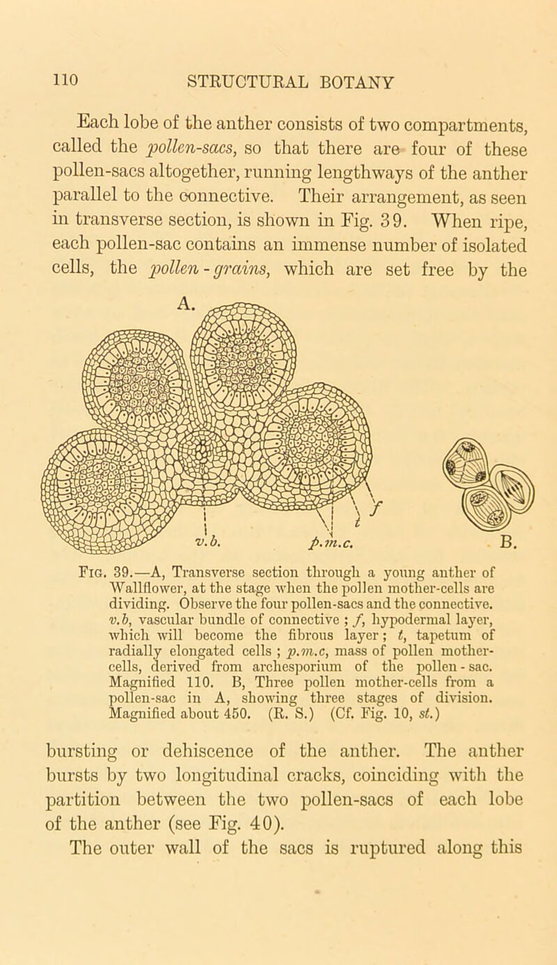 Each lobe of the anther consists of two compartments, called the pollen-sacs, so that there are four of these pollen-sacs altogether, running lengthways of the anther parallel to the connective. Their arrangement, as seen in transverse section, is shown in Fig. 39. When ripe, each pollen-sac contains an immense number of isolated cells, the pollen - grains, which are set free by the Fig. 39.—A, Transverse section through a yonng anther of Wallflower, at the stage when the pollen mother-cells are dividing. Observe the four pollen-sacs and the connective. v. b, vascular bundle of connective ; f, hypodermal layer, which will become the fibrous layer; t, tapetum of radially elongated cells ; p.m.c, mass of pollen mother- cells, derived from archesporium of the pollen - sac. Magnified 110. B, Three pollen mother-cells from a pollen-sac in A, showing three stages of division. Magnified about 450. (R. S.) (Cf. Fig. 10, st.) bursting or dehiscence of the anther. The anther bursts by two longitudinal cracks, coinciding with the partition between the two pollen-sacs of each lobe of the anther (see Fig. 40). The outer wall of the sacs is ruptured along this