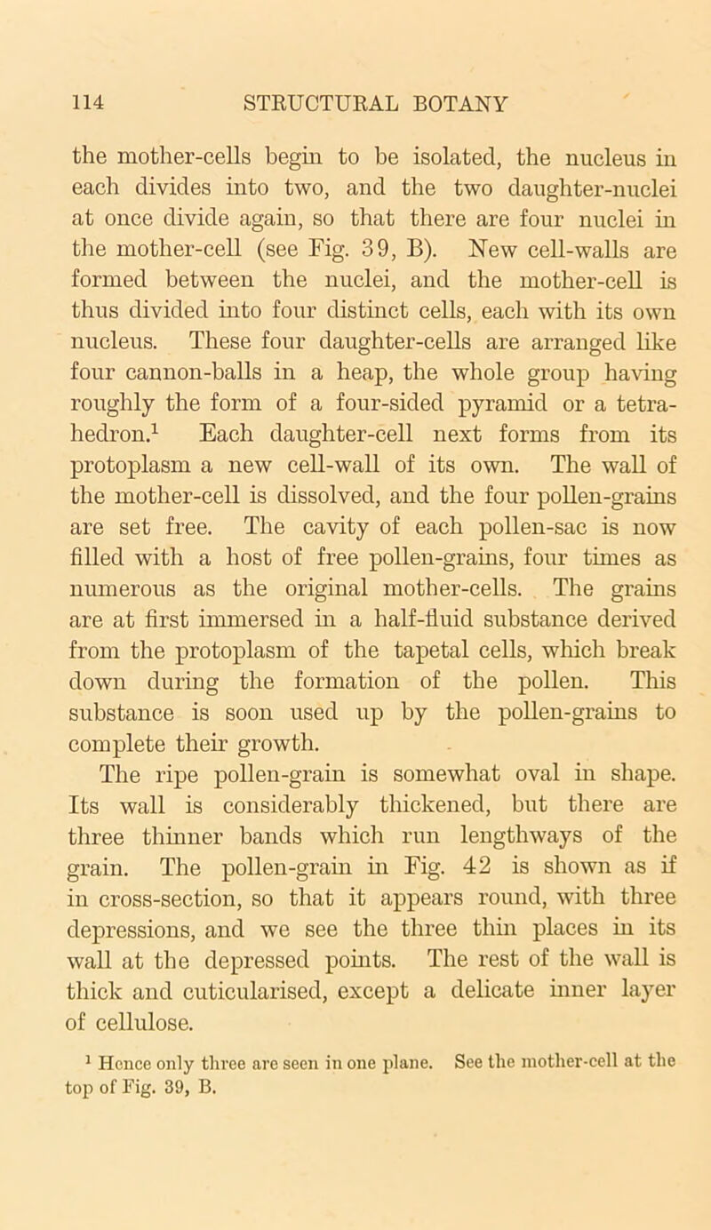 the mother-cells begin to be isolated, the nucleus in each divides into two, and the two daughter-nuclei at once divide again, so that there are four nuclei hi the mother-cell (see Fig. 39, B). New cell-walls are formed between the nuclei, and the mother-cell is thus divided into four distinct cells, each with its own nucleus. These four daughter-cells are arranged like four cannon-balls in a heap, the whole group having roughly the form of a four-sided pyramid or a tetra- hedron.1 Each daughter-cell next forms from its protoplasm a new cell-wall of its own. The wall of the mother-cell is dissolved, and the four pollen-grains are set free. The cavity of each pollen-sac is now filled with a host of free pollen-grains, four times as numerous as the original mother-cells. The grains are at first immersed hi a half-fluid substance derived from the protoplasm of the tapetal cells, which break down during the formation of the pollen. This substance is soon used up by the pollen-grains to complete their growth. The ripe pollen-grain is somewhat oval in shape. Its wall is considerably thickened, but there are three thinner bands which run lengthways of the grain. The pollen-grain hi Fig. 42 is shown as if in cross-section, so that it appears round, with three depressions, and we see the three thin places in its wall at the depressed pohits. The rest of the wall is thick and cuticularised, except a delicate inner layer of cellulose. 1 Hence only three are seen in one plane. See the mother-cell at the top of Fig. 39, B.