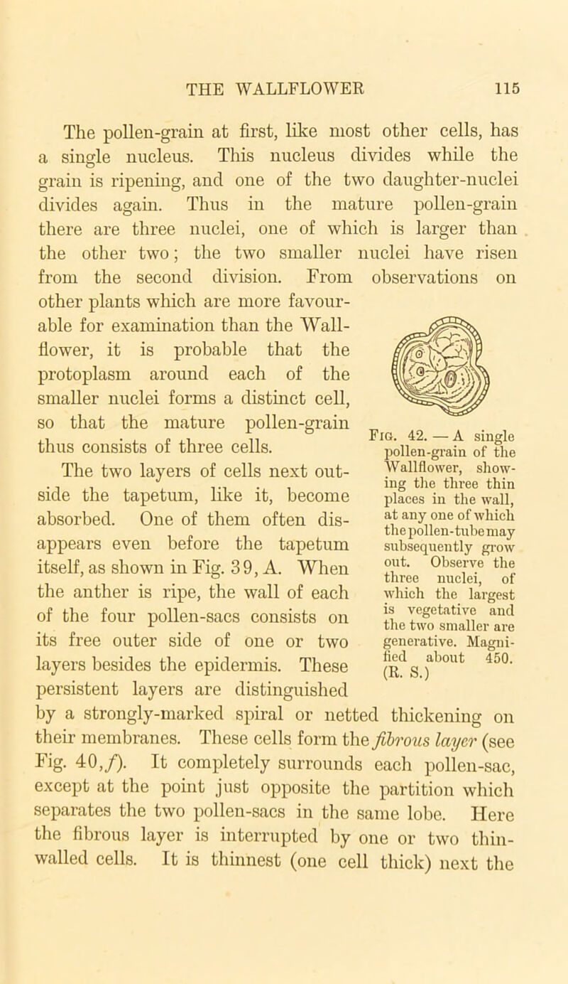 The pollen-grain at first, like most other cells, has a single nucleus. This nucleus divides while the grain is ripening, and one of the two daughter-nuclei divides again. Thus in the mature pollen-grain there are three nuclei, one of which is larger than the other two; the two smaller nuclei have risen from the second division. From other plants which are more favour- able for examination than the Wall- flower, it is probable that the protoplasm around each of the smaller nuclei forms a distinct cell, so that the mature pollen-grain thus consists of three cells. The two layers of cells next out- side the tapetum, like it, become absorbed. One of them often dis- appears even before the tapetum itself, as shown in Fig. 39, A. When the anther is ripe, the wall of each of the four pollen-sacs consists on its free outer side of one or two layers besides the epidermis. These persistent layers are distinguished by a strongly-marked spiral or netted thickening on then- membranes. These cells form the fibrous layer (see Fig. 40,/). It completely surrounds each pollen-sac, except at the point just opposite the partition which separates the two pollen-sacs in the same lobe. Here the fibrous layer is interrupted by one or two thin- walled cells. It is thinnest (one cell thick) next the observations on Fig. 42.—A single pollen-grain of the Wallflower, show- ing the three thin places in the wall, at any one of which th e pollen-tube may subsequently grow out. Observe the three nuclei, of which the largest is vegetative and the two smaller are generative. Magni- fied about 450. (R. S.)