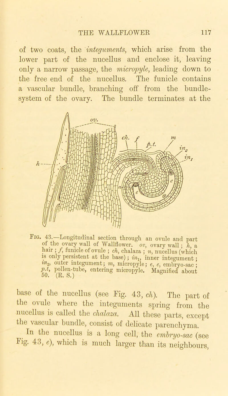 of two coats, the integuments, which arise from the lower part of the nucellus and enclose it, leaving only a narrow passage, the micropyle, leading down to the free end of the nucellus. The funicle contains a vascular bundle, branching off from the bundle- system of the ovary. The bundle terminates at the Fig. 43. Longitudinal section through an ovule and part of the ovary wall of Wallflower, ov, ovary wall; li, a hair ; /, funicle of ovule ; ch, chalaza ; n, nucellus (which is only persistent at the base); in-,, inner integument; w2, outer integument; m, micropyle: e. e. embryo-sac • base of the nucellus (see Fig. 43, ch). The part of the ovule where the integuments spring from the nucellus is called the chalaza. All these parts, except the vascular bundle, consist of delicate parenchyma. In the nucellus is a long cell, the embryo-sac (see Fig. 43, c), which is much larger than its neighbours, tn 7