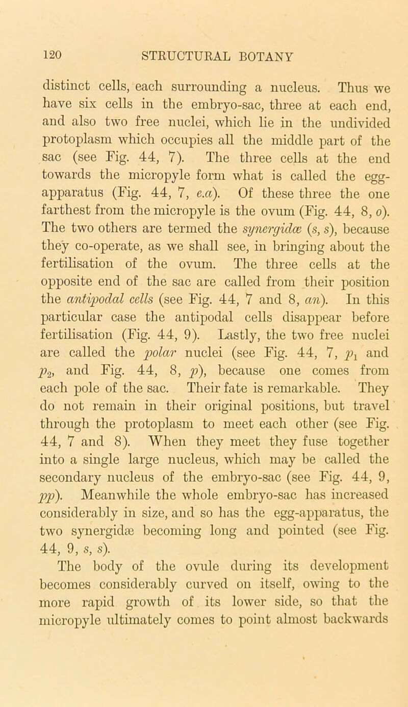 distinct cells, each surrounding a nucleus. Thus we have six cells in the embryo-sac, three at each end, and also two free nuclei, which lie in the undivided protoplasm which occupies all the middle part of the sac (see Fig. 44, 7). The three cells at the end towards the micropyle form what is called the egg- apparatus (Fig. 44, 7, e.a). Of these three the one farthest from the micropyle is the ovum (Fig. 44, 8, o). The two others are termed the syncrgidce (s, s), because they co-operate, as we shall see, in bringing about the fertilisation of the ovum. The three cells at the opposite end of the sac are called from their position the antipodal cells (see Fig. 44, 7 and 8, an). In this particular case the antipodal cells disappear before fertilisation (Fig. 44, 9). Lastly, the two free nuclei are called the polar nuclei (see Fig. 44, 7, px and p2, and Fig. 44, 8, p), because one comes from each pole of the sac. Their fate is remarkable. They do not remain in their original positions, but travel through the protoplasm to meet each other (see Fig. 44, 7 and 8). When they meet they fuse together into a single large nucleus, which may be called the secondary nucleus of the embryo-sac (see Fig. 44, 9, pp). Meanwhile the whole embryo-sac has increased considerably in size, and so has the egg-apparatus, the two synergidse becoming long and pointed (see Fig. 44, 9, s, s). The body of the ovule during its development becomes considerably curved on itself, owing to the more rapid growth of its lower side, so that the micropyle ultimately comes to point almost backwards