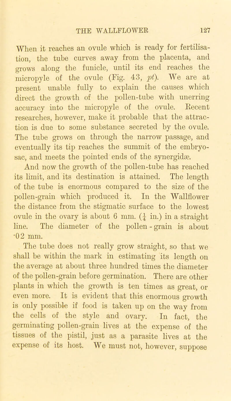 When it reaches an ovule which is ready for fertilisa- tion, the tube curves away from the placenta, and grows along the fnnicle, until its end reaches the micropyle of the ovule (Fig. 43, pt). We are at present unable fully to explain the causes which direct the growth of the pollen-tube with unerring accuracy hito the micropyle of the ovule. Eecent researches, however, make it probable that the attrac- tion is due to some substance secreted by the ovule. The tube grows on through the narrow passage, and eventually its tip reaches the summit of the embryo- sac, and meets the pointed ends of the synergidse. And now the growth of the pollen-tube has reached its limit, and its destination is attained. The length of the tube is enormous compared to the size of the pollen-grain which produced it. In the Wallflower the distance from the stigmatic surface to the lowest ovule in the ovary is about 6 mm. (-£ in.) in a straight line. The diameter of the pollen - grain is about •02 mm. The tube does not really grow straight, so that we shall be within the mark in estimating its length on the average at about three hundred times the diameter of the pollen-gram before germination. There are other plants in which the growth is ten times as great, or even more. It is evident that this enormous growth is only possible if food is taken up on the way from the cells of the style and ovary. In fact, the germinating pollen-grain lives at the expense of the tissues of the pistil, just as a parasite lives at the expense of its host. We must not, however, suppose