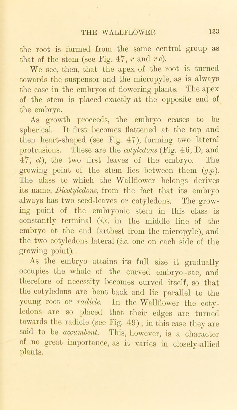 the root is formed from the same central group as that of the stem (see Fig. 47, r and r.c). We see, then, that the apex of the root is turned towards the suspensor and the micro pyle, as is always the case in the embryos of flowering plants. The apex of the stem is placed exactly at the opposite end of the embryo. As growth proceeds, the embryo ceases to be spherical. It first becomes flattened at the top and then heart-shaped (see Fig. 47), forming two lateral protrusions. These are the cotyledons (Fig. 46,1), and 47, ct), the two first leaves of the embryo. The growing point of the stem lies between them (y.y>). The class to which the Wallflower belongs derives its name, Dicotyledons, from the fact that its embryo always has two seed-leaves or cotyledons. The grow- ing point of the embryonic stem in this class is constantly terminal (i.e. in the middle line of the embryo at the end farthest from the micropyle), and the two cotyledons lateral (i.e. one on each side of the growing point). As the embryo attains its full size it gradually occupies the whole of the curved embryo-sac, and therefore of necessity becomes curved itself, so that the cotyledons are bent back and lie parallel to the young root or radicle. In the Wallflower the coty- ledons are so placed that their edges are turned towards the radicle (see Fig. 49); in this case they are said to be accumbent. This, however, is a character of no great importance, as it varies in closely-allied plants.