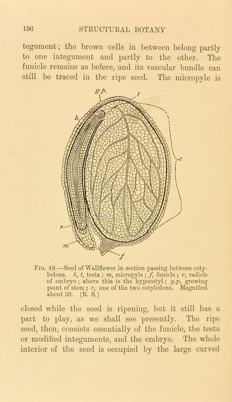 tegument; the brown cells in between belong partly to one integument and partly to the other. The funicle remains as before, and its vascular bundle can still be traced in the ripe seed. The micropyle is Fig. 49.—Seed of Wallflower in section passing between coty- ledons. h, t, testa ; m, micropyle ; f, funicle ; r, radicle of embryo ; above this is the liypocotyl; g.p, growing point of stem ; c, one of the two cotyledons. Magnified about 20. (R. S.) closed while the seed is ripening, but it still has a part to play, as we shall see presently. The ripe seed, then, consists essentially of the funicle, the testa or modified integuments, and the embryo. The whole interior of the seed is occupied by the large curved