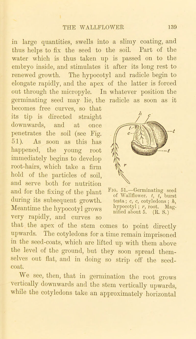 in large quantities, swells into a slimy coating, and thus helps to fix the seed to the soil. Part of the water which is thus taken up is passed on to the embryo inside, and stimulates it after its long rest to renewed growth. The hypocotyl and radicle begin to elongate rapidly, and the apex of the latter is forced out through the micropyle. In whatever position the germinating seed may lie, the radicle as soon as it becomes free curves, so that its tip is directed straight downwards, and at once penetrates the soil (see Fig. 51). As soon as this has happened, the young root immediately begins to develop root-hairs, which take a firm hold of the particles of soil, and serve both for nutrition and for the fixing of the plant during its subsequent growth. Meantime the hypocotyl grows very rapidly, and curves so that the apex of the stem comes to point directly upwards. The cotyledons for a time remain imprisoned in the seed-coats, which are lifted up with them above the level of the ground, but they soon spread them- selves out flat, and in doing so strip off the seed- coat. We see, then, that in germination the root grows vertically downwards and the stem vertically upwards, while the cotyledons take an approximately horizontal Fig. 51.—Germinating seed of Wallflower, t, t, burst testa; c, c, cotyledons ; h, hypocotyl; r, root. Mag- nilied about 5. (R. S.)