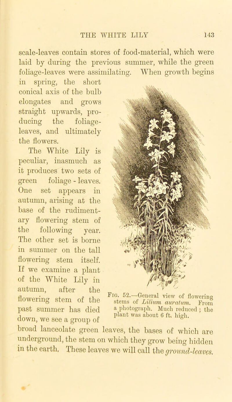 scale-leaves contain stores of food-material, which were laid by during the previous summer, while the green foliage-leaves were assimilating. When growth begins in spring, the short conical axis of the bulb elongates and grows straight upwards, pro- ducing the foliage- leaves, and ultimately the flowers. The White Lily is peculiar, inasmuch as it produces two sets of green foliage - leaves. One set appears in autumn, arising at the base of the rudiment- ary flowering stem of the following year. The other set is borne in summer on the tall flowering stem itself. If we examine a plant of the White Lily in autumn, after the flowering stem of the past summer has died down, we see a group of broad lanceolate green leaves, the bases of which ar< Fig. 52.—General view of flowering stems of Lilium auratum. From a photograph. Much reduced ; the plant was about 6 ft. high. underground, the stem on which they grow being hidden in the earth, These leaves we will call the ground-leaves.