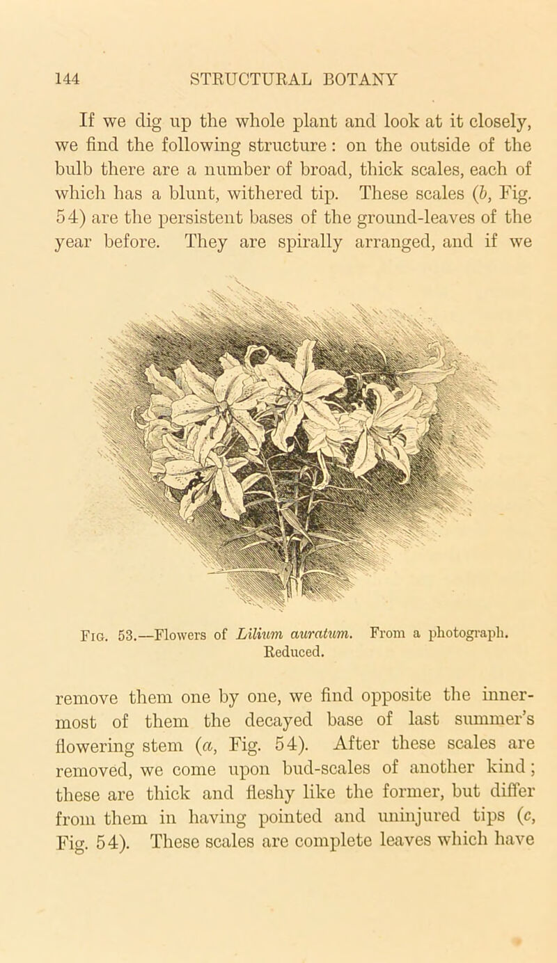 If we clig up the whole plant and look at it closely, we find the following structure: on the outside of the bulb there are a number of broad, thick scales, each of which has a blunt, withered tip. These scales (b, Fig. 54) are the persistent bases of the ground-leaves of the year before. They are spirally arranged, and if we Fig. 53.—Flowers of Lilium auratum. From a photograph. Reduced. remove them one by one, we find opposite the inner- most of them the decayed base of last summer’s flowering stem (a, Fig. 54). After these scales are removed, we come upon bud-scales of another kind; these are thick and fleshy like the former, but differ from them in having pointed and uninjured tips (c, Fig. 54). These scales are complete leaves which have