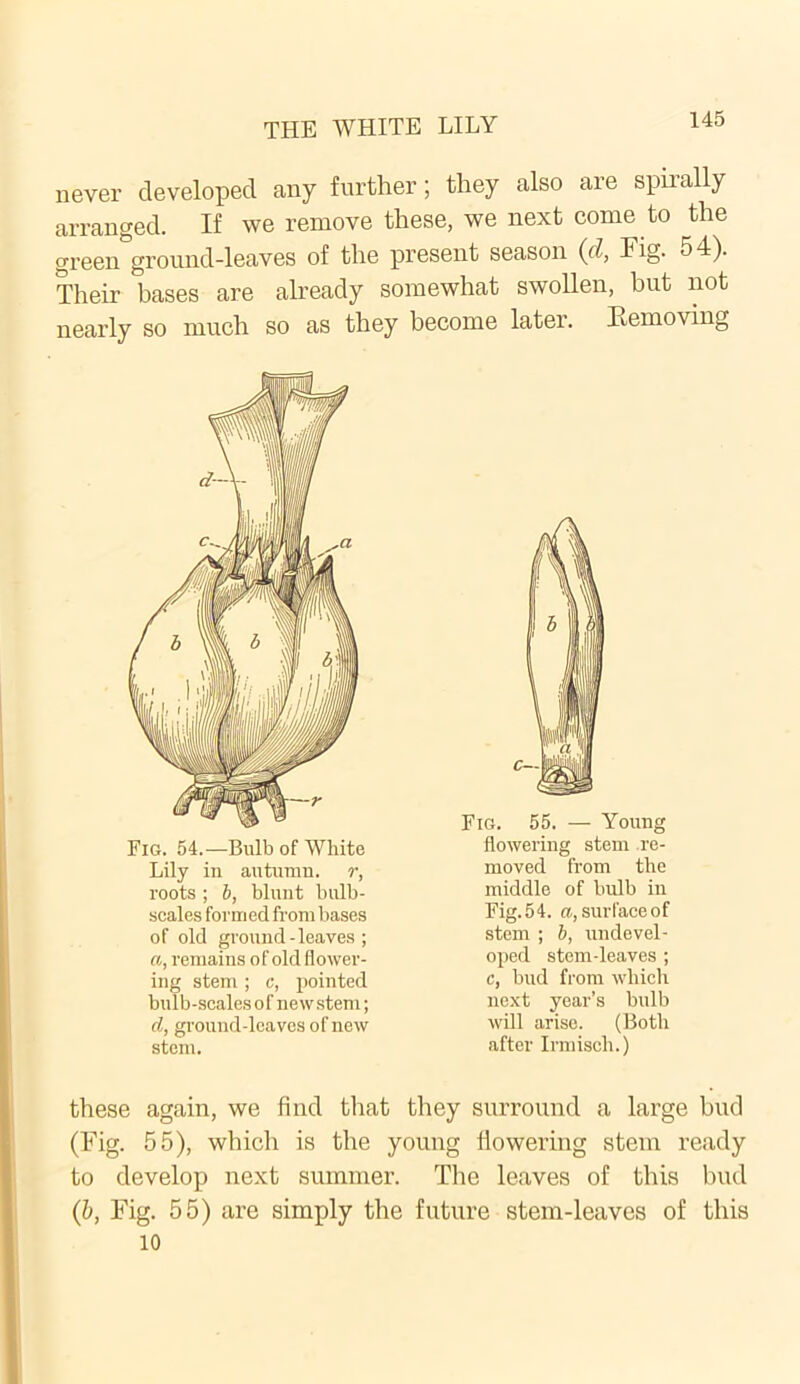 never developed any further; they also are spirally arranged. If we remove these, we next come to the green ground-leaves of the present season (d, Fig- 54). Their bases are already somewhat swollen, but not nearly so much so as they become later. Kemoving Fig. 54.—Bulb of White Lily in autumn, r, roots ; b, blunt bulb- scales formed from bases of old ground - leaves ; a, remains of old flower- ing stem ; c, pointed bulb-scales of new stem; d, ground-leaves of new stem. Fig. 55. — Young flowering stem re- moved from the middle of bulb in Fig. 5 4. a, surface of stem ; b, undevel- oped stem-leaves ; c, bud from which next year’s bulb will arise. (Both after Irmisch.) these again, we find that they surround a large bud (Fig. 55), which is the young flowering stem ready to develop next summer. The leaves of this bud (b, Fig. 55) are simply the future stem-leaves of this 10