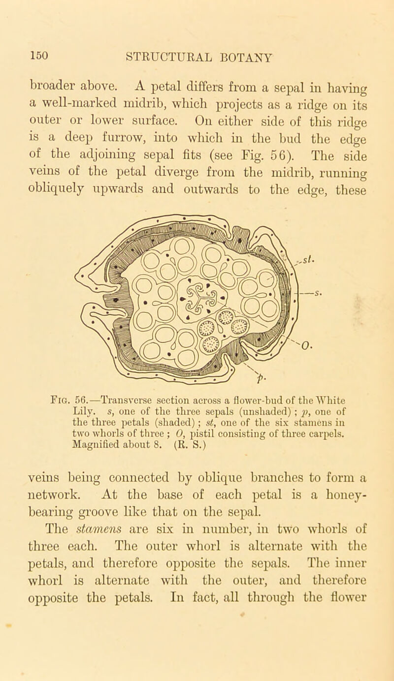 broader above. A petal differs from a sepal in having a well-marked midrib, which projects as a ridge on its outer or lower surface. On either side of this ridge is a deep furrow, into which in the bud the edge of the adjoining sepal fits (see Fig. 56). The side veins of the petal diverge from the midrib, running obliquely upwards and outwards to the edge, these Fig. 56.—Transverse section across a flower-bud of the White Lily, s, one of the three sepals (unshaded); p, one of the three petals (shaded); st, one of the six stamens in two whorls of three ; 0, pistil consisting of three carpels. Magnified about 8. (R. S.) veins being connected by oblique branches to form a network. At the base of each petal is a honey- bearing groove like that on the sepal. The stamens are six in number, in two whorls of three each. The outer whorl is alternate with the petals, and therefore opposite the sepals. The inner whorl is alternate with the outer, and therefore opposite the petals. In fact, all through the flower