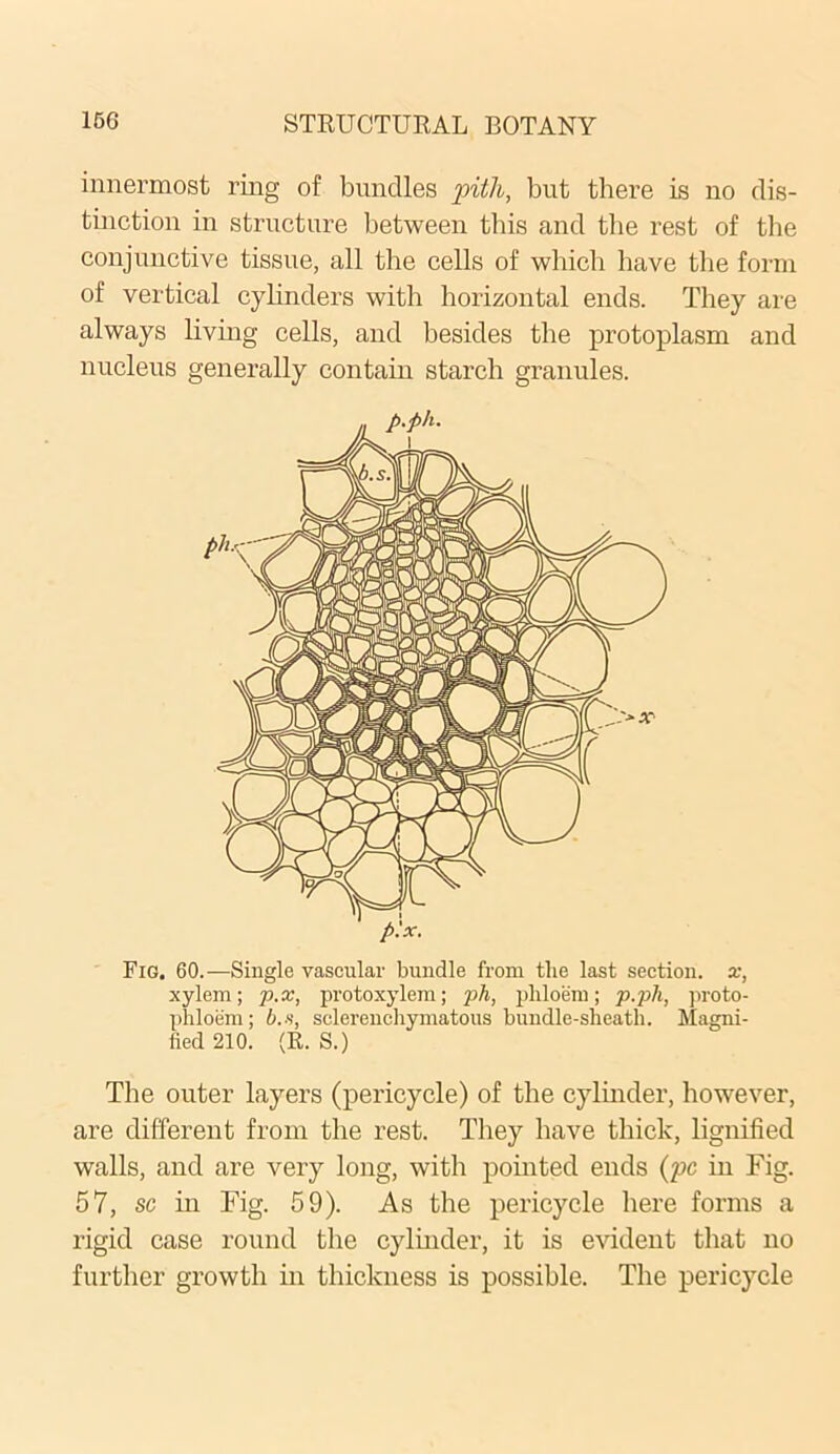 innermost ring of bundles pith, but there is no dis- tinction in structure between this and the rest of the conjunctive tissue, all the cells of which have the form of vertical cylinders with horizontal ends. They are always living cells, and besides the protoplasm and nucleus generally contain starch granules. Fig. 60.—Single vascular bundle from tlie last section, x, xylem; p.x, protoxylem; ph, phloem; p.ph, proto- phloem ; ().■s, selerenchymatous bundle-slieath. Magni- fied 210. (R. S.) The outer layers (pericycle) of the cylinder, however, are different from the rest. They have thick, lignified walls, and are very long, with pointed ends (pc in Fig. 57, sc in Fig. 59). As the pericycle here forms a rigid case round the cylinder, it is evident that no further growth in thickness is possible. The pericycle