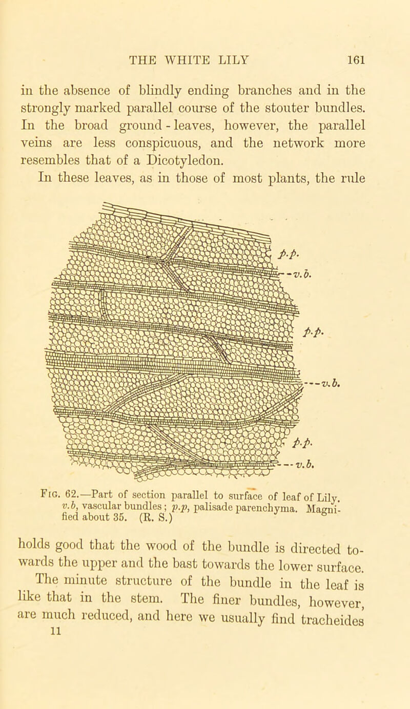 in the absence of blindly ending branches and in the strongly marked parallel course of the stouter bundles. In the broad ground - leaves, however, the parallel veins are less conspicuous, and the network more resembles that of a Dicotyledon. In these leaves, as in those of most plants, the rule Fig. 62.—Part of section parallel to surface of leaf of Lily. v.b, vascular bundles; p.p, palisade parenchyma. Magni- fied about 35. (R. S.) ° holds good that the wood of the bundle is directed to- wards the upper and the bast towards the lower surface. The minute structure of the bundle in the leaf is like that in the stem. The finer bundles, however, are much reduced, and here we usually find tracheides li