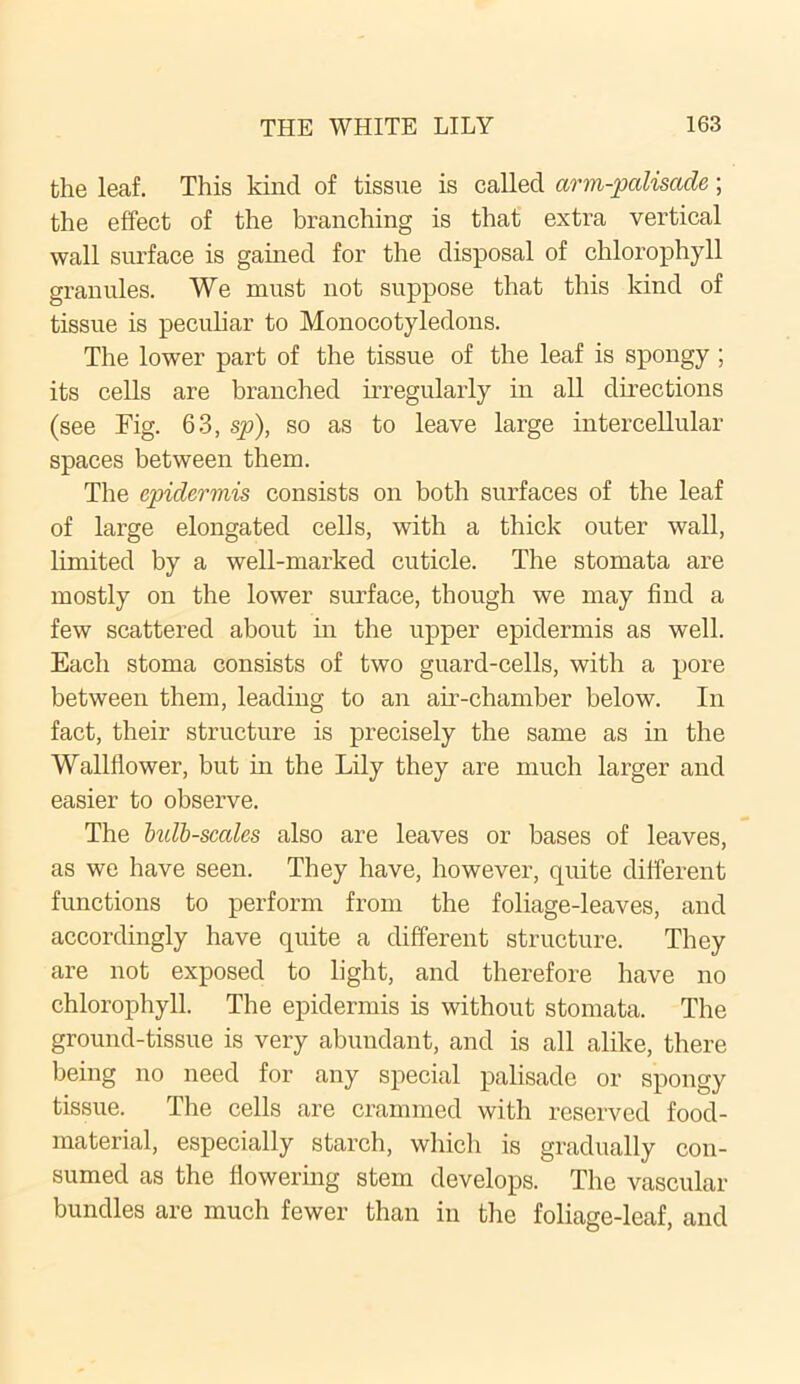 the leaf. This kind of tissue is called arm-palisade; the effect of the branching is that extra vertical wall surface is gained for the disposal of chlorophyll granules. We must not suppose that this kind of tissue is peculiar to Monocotyledons. The lower part of the tissue of the leaf is spongy ; its cells are branched irregularly in all directions (see Fig. 63, sp), so as to leave large intercellular spaces between them. The epidermis consists on both surfaces of the leaf of large elongated cells, with a thick outer wall, limited by a well-marked cuticle. The stomata are mostly on the lower surface, though we may find a few scattered about in the upper epidermis as well. Each stoma consists of two guard-cells, with a pore between them, leading to an air-chamber below. In fact, their structure is precisely the same as in the Wallflower, but in the Lily they are much larger and easier to observe. The bulb-scales also are leaves or bases of leaves, as we have seen. They have, however, quite different functions to perform from the foliage-leaves, and accordingly have quite a different structure. They are not exposed to light, and therefore have no chlorophyll. The epidermis is without stomata. The ground-tissue is very abundant, and is all alike, there being no need for any special palisade or spongy tissue. The cells are crammed with reserved food- material, especially starch, which is gradually con- sumed as the flowering stem develops. The vascular bundles are much fewer than in the foliage-leaf, and
