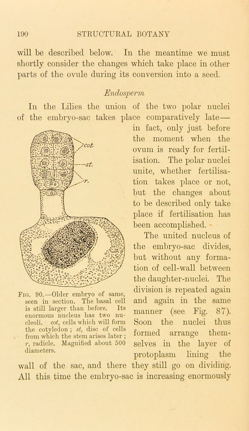 will be described below. In the meantime we must shortly consider the changes which take place in other parts of the ovule during its conversion into a seed. Endosperm In the Lilies the union of the two polar nuclei of the embryo-sac takes place comparatively late— in fact, only just before the moment when the ovum is ready for fertil- isation. The polar nuclei unite, whether fertilisa- tion takes place or not, but the changes about to be described only take place if fertilisation has been accomplished. The united nucleus of the embryo-sac divides, but without any forma- tion of cell-wall between the daughter-nuclei. The division is repeated again and again in the same manner (see Fig. 87). Soon the nuclei thus formed arrange them- selves in the layer of pi’otoplasm lining the wall of the sac, and there they still go on dividing. All this time the embryo-sac is increasing enormously Fig. 90.—Older embryo of same, seen in section. The basal cell is still larger than before. Its enormous nucleus has two nu- cleoli. cot, cells which will form the cotyledon ; st, disc of cells from which the stem arises later ; r, radicle, diameters Magnified about 500