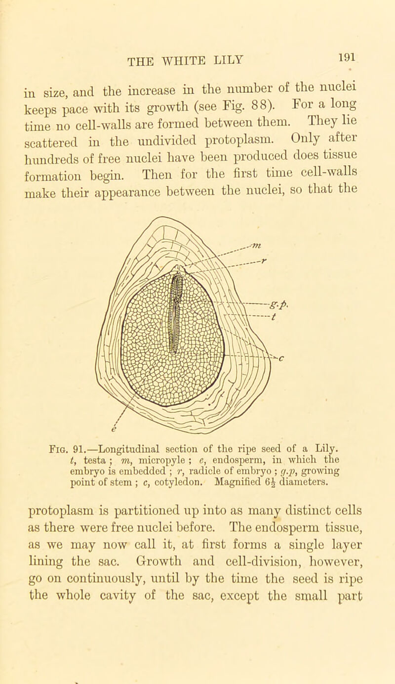 in size, and the increase in the number of the nuclei keeps pace with its growth (see Fig. 88). For a long time no cell-walls are formed between them. They lie scattered in the undivided protoplasm. Only after hundreds of free nuclei have been produced does tissue formation begin. Then for the first time cell-walls make their appearance between the nuclei, so that the Fig. 91.—Longitudinal section of the ripe seed of a Lily. t, testa ; m, micropyle ; e, endosperm, in which the embryo is embedded ; r, radicle of embryo ; g.p, growing point of stem ; c, cotyledon. Magnified diameters. protoplasm is partitioned up into as many distinct cells as there were free nuclei before. The endosperm tissue, as we may now call it, at first forms a single layer lining the sac. Growth and cell-division, however, go on continuously, until by the time the seed is ripe the whole cavity of the sac, except the small part