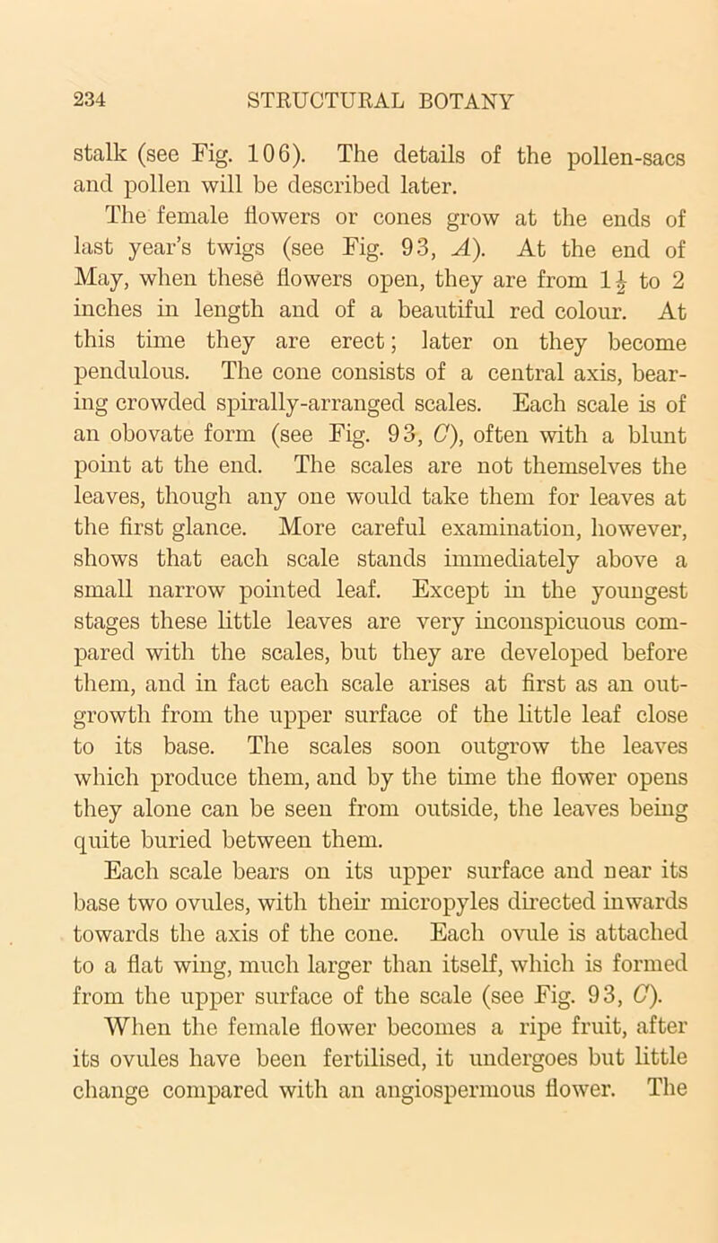 stalk (see Fig. 106). The details of the pollen-sacs and pollen will be described later. The female flowers or cones grow at the ends of last year’s twigs (see Fig. 93, A). At the end of May, when these flowers open, they are from 1\ to 2 inches in length and of a beautiful red colour. At this time they are erect; later on they become pendulous. The cone consists of a central axis, bear- ing crowded spirally-arranged scales. Each scale is of an obovate form (see Fig. 93, C), often with a blunt point at the end. The scales are not themselves the leaves, though any one would take them for leaves at the first glance. More careful examination, however, shows that each scale stands immediately above a small narrow pointed leaf. Except in the youngest stages these little leaves are very inconspicuous com- pared with the scales, but they are developed before them, and in fact each scale arises at first as an out- growth from the upper surface of the little leaf close to its base. The scales soon outgrow the leaves which produce them, and by the time the flower opens they alone can be seen from outside, the leaves being quite buried between them. Each scale bears on its upper surface and near its base two ovules, with their micropyles directed inwards towards the axis of the cone. Each ovule is attached to a flat wing, much larger than itself, which is formed from the upper surface of the scale (see Fig. 93, G). When the female flower becomes a ripe fruit, after its ovules have been fertilised, it undergoes but little change compared with an angiospermous flower. The