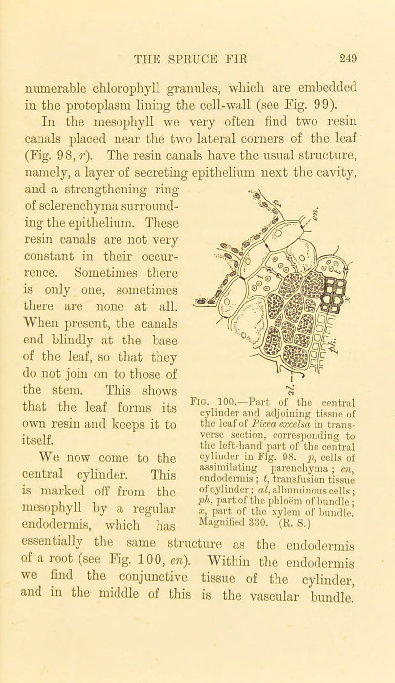 numerable chlorophyll granules, which are embedded in the protoplasm lining the cell-wall (see Fig. 99). In the mesophyll we very often find two resin canals placed near the two lateral corners of the leaf (Fig. 98, r). The resin canals have the usual structure, namely, a layer of secreting epithelium next the cavity, and a strengthening ring of sclerenchyma surround- ing the epithelium. These resin canals are not very constant in their occur- rence. Sometimes there is only one, sometimes there are none at all. When present, the canals end blindly at the base of the leaf, so that they do not join on to those of the stem. This shows that the leaf forms its own resin and keeps it to itself. We now come to the central cylinder. This is marked off from the mesophyll by a regular endodermis, which has essentially the same structure as the endodermis of a root (see Fig. 100, en). Within the endodermis we find the conjunctive tissue of the cylinder, and in the middle of this is the vascular bundle. Fig. 100.—Part, of the central cylinder and adjoining tissue of the leaf of Picca excclsa in trans- verse section, corresponding to the left-hand part of the central cylinder in Fig. 98. p, cells of assimilating parenchyma; cn, endodermis ; t, transfusion tissue of cylinder; nl, albuminous cells; ph, part of the phloem of bundle; x, part of the xylem of bundle. Magnified 330. (R. S.)