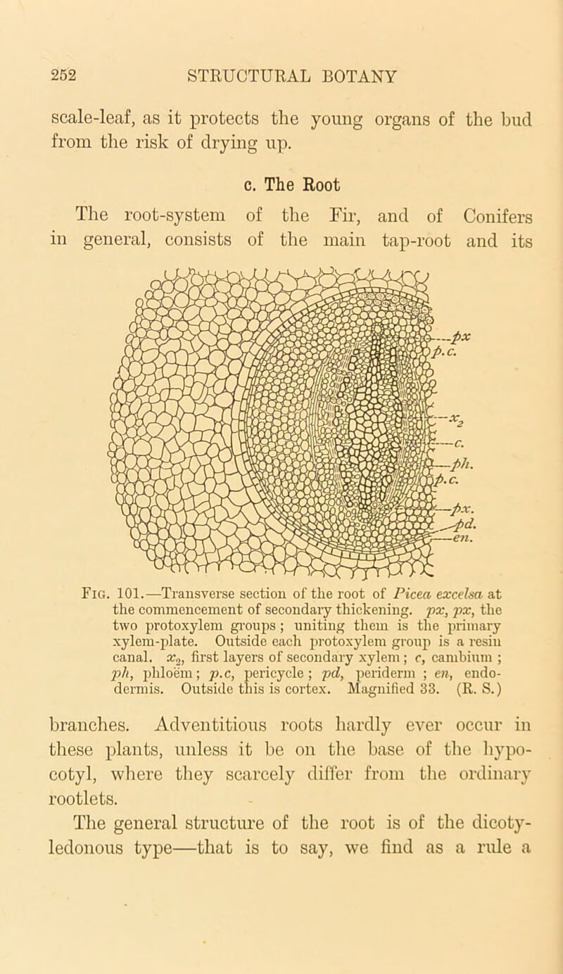 scale-leaf, as it protects the young organs of the hud from the risk of drying up. c. The Root The root-system of the Fir, and of Conifers in general, consists of the main tap-root and its Fig. 101.—Transverse section of tire root of Picea excelsa at the commencement of secondary thickening, px, px, the two protoxylem groups; uniting them is the primary xylem-plate. Outside each protoxylem group is a resin canal. x.2, first layers of secondary xylem ; e, cambium ; pli, phloem; p.c, pericycle; pd, periderm ; en, endo- dermis. Outside this is cortex. Magnified 33. (R. S.) branches. Adventitious roots hardly ever occur in these plants, unless it be on the base of the hypo- cotyl, where they scarcely differ from the ordinary rootlets. The general structure of the root is of the dicoty- ledonous type—that is to say, we find as a rule a