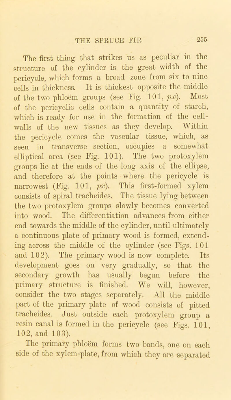 The first thing that strikes us as peculiar in the structure of the cylinder is the great width of the pericycle, which forms a broad zone from six to nine cells in thickness. It is thickest opposite the middle of the two phloem groups (see Fig. 101, p.c). Most of the pericyclic cells contain a quantity of starch, which is ready for use in the formation of the cell- walls of the new tissues as they develop. Within the pericycle comes the vascular tissue, which, as seen in transverse section, occupies a somewhat elliptical area (see Fig. 101). The two protoxylem groups lie at the ends of the long axis of the ellipse, and therefore at the points where the pericycle is narrowest (Fig. 101, px). This first-formed xylem consists of spiral tracheides. The tissue lying between the two protoxylem groups slowly becomes converted into wood. The differentiation advances from either end towards the middle of the cylinder, until ultimately a continuous plate of primary wood is formed, extend- ing across the middle of the cylinder (see Figs. 101 and 102). The primary wood is now complete. Its development goes on very gradually, so that the secondary growth has usually begun before the primary structure is finished. We will, however, consider the two stages separately. All the middle part of the primary plate of wood consists of pitted tracheides. Just outside each protoxylem group a resin canal is formed in the pericycle (see Figs. 101, 102, and 103). The primary phloem forms two bands, one on each side of the xylem-plate, from which they are separated