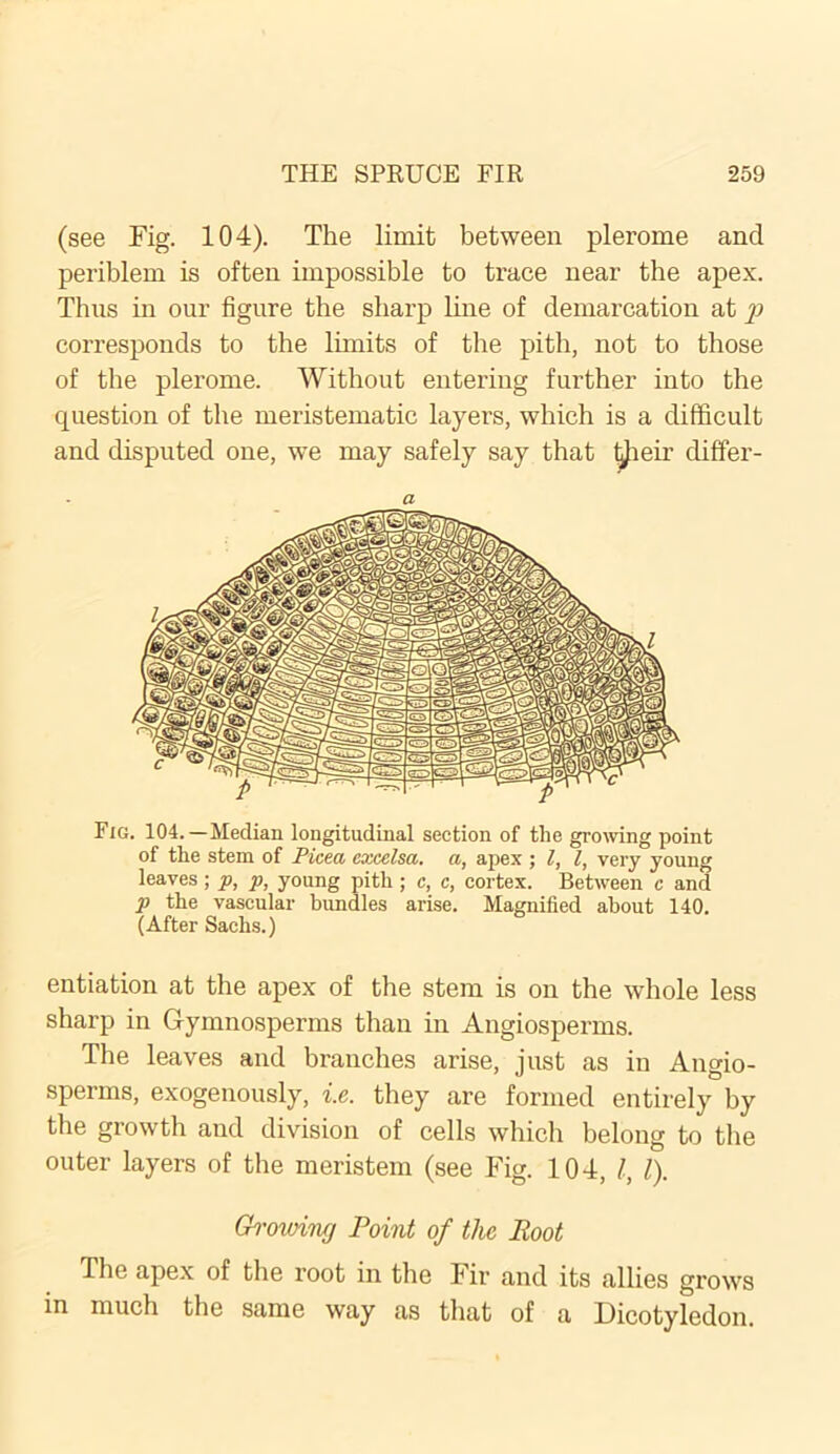 (see Fig. 104). The limit between plerome and periblem is often impossible to trace near the apex. Thus in our figure the sharp line of demarcation at p corresponds to the limits of the pith, not to those of the plerome. Without entering further into the question of the meristematic layers, which is a difficult and disputed one, we may safely say that tjjteir differ- Fig. 104.—Median longitudinal section of the growing point of the stem of Picea excelsa. a, apex ; l, l, very young leaves; p, p, young pith ; c, c, cortex. Between c and p the vascular bundles arise. Magnified about 140. (After Sachs.) entiation at the apex of the stem is on the whole less sharp in Gymnosperms than in Angiosperms. The leaves and branches arise, just as in Angio- sperms, exogenously, i.e. they are formed entirely by the growth and division of cells which belong to the outer layers of the meristem (see Fig. 104, /, l). Growing Point of the Root The apex of the root in the Fir and its allies grows in much the same way as that of a Dicotyledon.