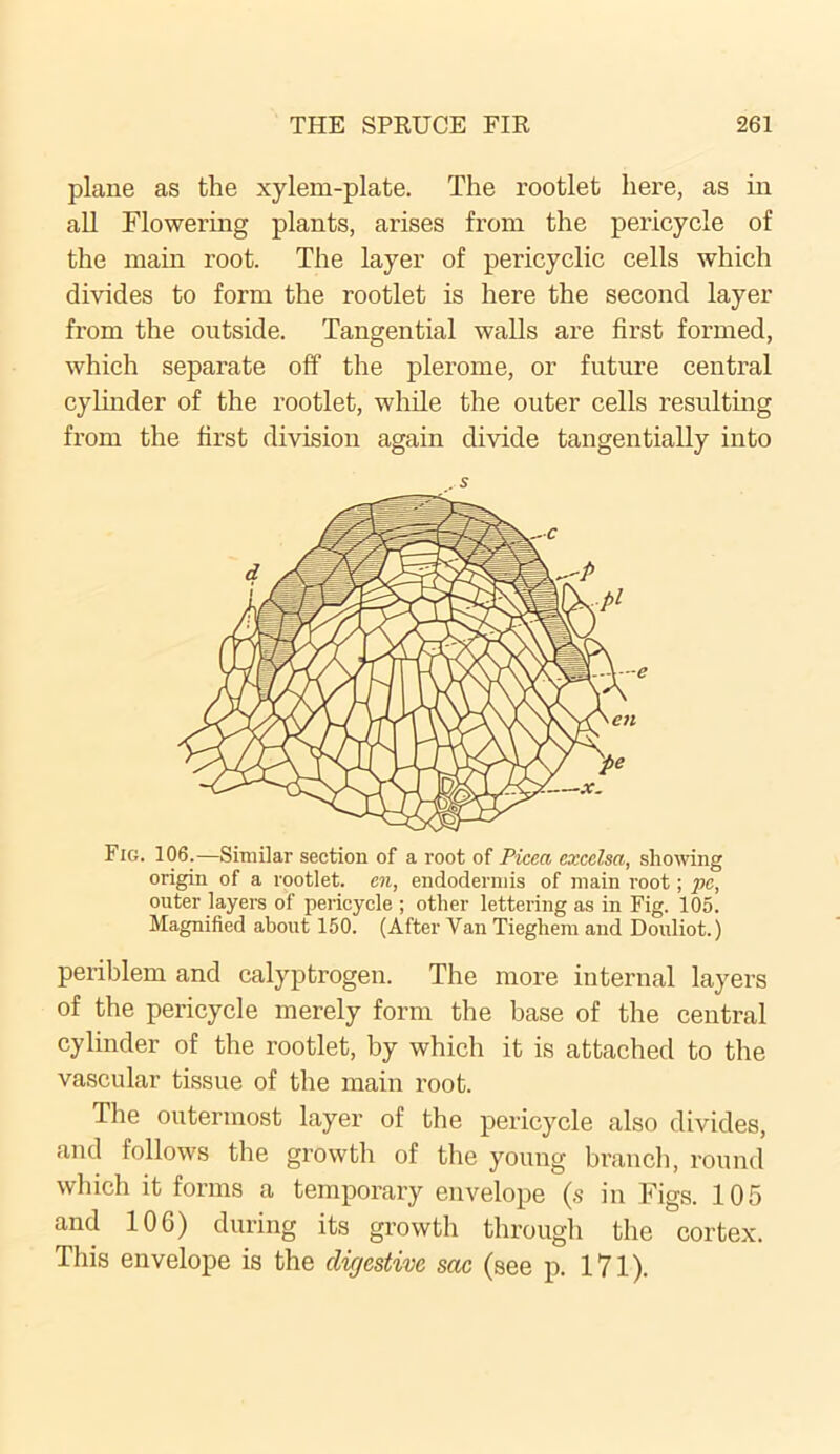 plane as the xylem-plate. The rootlet here, as in all Flowering plants, arises from the pericycle of the main root. The layer of pericyclic cells which divides to form the rootlet is here the second layer from the outside. Tangential walls are first formed, which separate off the plerome, or future central cylinder of the rootlet, while the outer cells resulting from the first division again divide tangentially into .s Fig. 106.—Similar section of a root of Picea excelsa, showing origin of a rootlet, en, endodermis of main root; pc, outer layers of pericycle ; other lettering as in Fig. 105. Magnified about 150. (After Van Tieghem and Douliot.) periblem and calyptrogen. The more internal layers of the pericycle merely form the base of the central cylinder of the rootlet, by which it is attached to the vascular tissue of the main root. The outermost layer of the pericycle also divides, and follows the growth of the young branch, round which it forms a temporary envelope (s in Figs. 105 and 106) during its growth through the cortex. This envelope is the digestive sac (see p. 171).