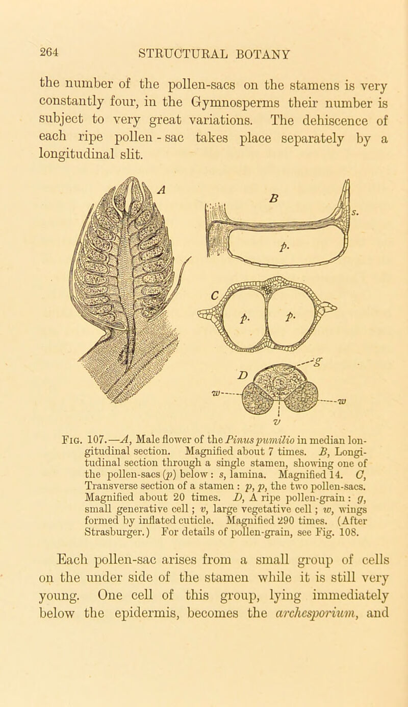 the number of the pollen-sacs on the stamens is very constantly four, in the Gymnosperms their number is subject to very great variations. The dehiscence of each ripe pollen - sac takes place separately by a longitudinal slit. Fig. 107.—A, Male flower of the Binuspumilio in median lon- gitudinal section. Magnified about 7 times. B, Longi- tudinal section through a single stamen, showing one of the pollen-sacs (p) below : s, lamina. Magnified 14. O, Transverse section of a stamen : p, p, the two pollen-sacs. Magnified about 20 times. I), A ripe pollen-grain: g, small generative cell; v, large vegetative cell; w, wings formed by inflated cuticle. Magnified 290 times. (After Strasburger.) For details of pollen-grain, see Fig. 10S. Each pollen-sac arises from a small group of cells on the under side of the stamen while it is still very young. One cell of this group, lying immediately below the epidermis, becomes the archesporium, and