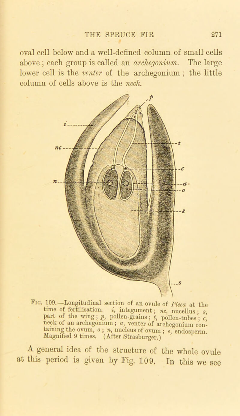 oval cell below and a well-defined column of small cells above ; each group is called an arcliegonium. The large lower cell is the venter of the arcliegonium ; the little column of cells above is the neck. Fig. 109.—Longitudinal section of an ovule of Picea at tlie time of fertilisation, i, integument; nc, nucellus ; s part of the wing; p, pollen-grains j t, pollen-tubes’; c. neck of an arehegonium; a, venter of arcliegonium con- taining the ovum, o ; n, nucleus of ovum ; e, endosperm. Magnified 9 times. (After Strasburger.) A general idea of the structure of the whole ovule at this period is given by Fig. 109. In this we see