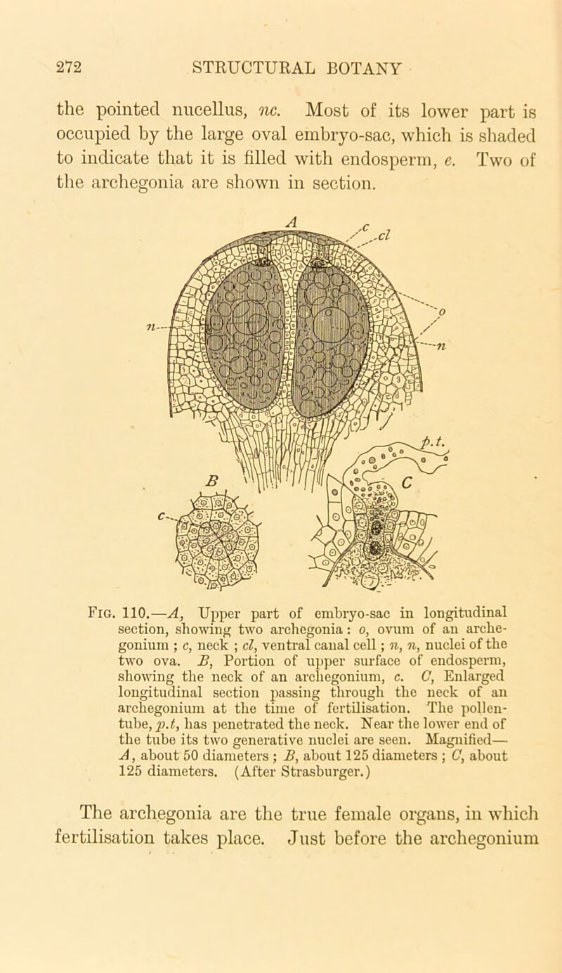 the pointed nueellus, nc. Most of its lower part is occupied by the large oval embryo-sac, which is shaded to indicate that it is filled with endosperm, e. Two of the archegonia are shown in section. Fig. 110.—A, Upper part of embryo-sac in longitudinal section, showing two archegonia: o, ovum of an arche- gonium ; c, neck ; cl, ventral canal cell; n, n, nuclei of the two ova. B, Portion of upper surface of endosperm, showing the neck of an archegonium, c. C, Enlarged longitudinal section passing through the neck of an archegonium at the time of fertilisation. The pollen- tube, p.t, has penetrated the neck. Near the lower end of the tube its two generative nuclei are seen. Magnified— A, about 50 diameters ; B, about 125 diameters ; C, about 125 diameters. (After Strasburger.) The archegonia are the true female organs, in which fertilisation takes place. Just before the archegonium