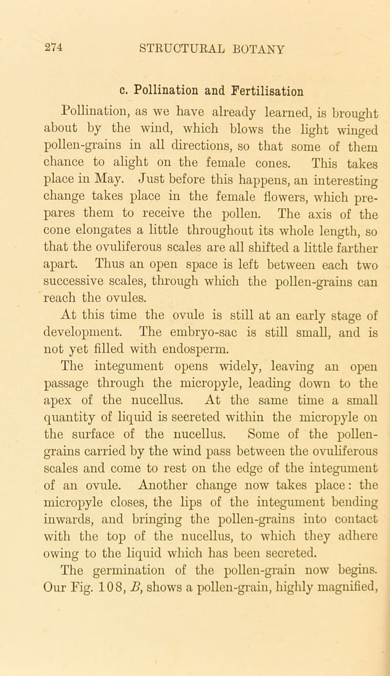 c. Pollination and Fertilisation Pollination, as we have already learned, is brought about by the wind, which blows the light winged pollen-grains in all directions, so that some of them chance to alight on the female cones. This takes place in May. Just before this happens, an interesting change takes place in the female flowers, which pre- pares them to receive the pollen. The axis of the cone elongates a little throughout its whole length, so that the ovuliferous scales are all shifted a little farther apart. Thus an open space is left between each two successive scales, through which the pollen-grains can reach the ovules. At this time the ovule is still at an early stage of development. The embryo-sac is still small, and is not yet filled with endosperm. The integument opens widely, leaving an open passage through the micropyle, leading down to the apex of the nucellus. At the same time a small quantity of liquid is secreted within the micropyle on the surface of the nucellus. Some of the pollen- grains carried by the wind pass between the ovuliferous scales and come to rest on the edge of the integument of an ovule. Another change now takes place: the micropyle closes, the lips of the integument bending inwards, and bringing the pollen-grains into contact with the top of the nucellus, to which they adhere owing to the liquid which has been secreted. The germination of the pollen-grain now begins. Our Fig. 108, A, shows a pollen-grain, highly magnified,
