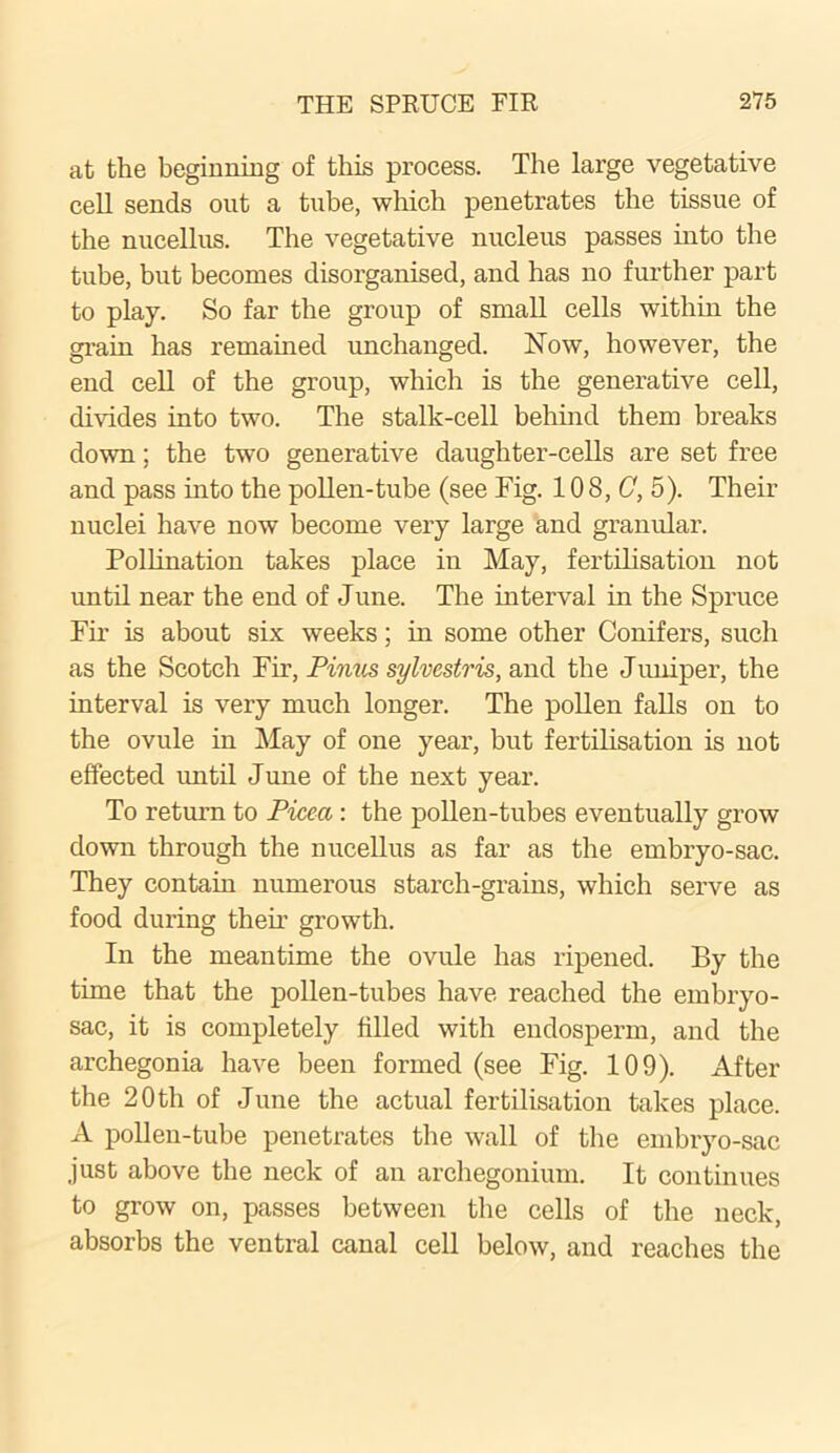 at the beginning of this process. The large vegetative cell sends out a tube, which penetrates the tissue of the nucellus. The vegetative nucleus passes into the tube, but becomes disorganised, and has no further part to play. So far the group of small cells within the grain has remained unchanged. Now, however, the end cell of the group, which is the generative cell, divides into two. The stalk-cell behind them breaks down; the two generative daughter-cells are set free and pass hito the pollen-tube (see Fig. 10 8, G, 5). Their nuclei have now become very large and granular. Pollination takes place in May, fertilisation not until near the end of June. The interval in the Spruce Fir is about six weeks; in some other Conifers, such as the Scotch Fir, Pimis sylvestris, and the Juniper, the interval is very much longer. The pollen falls on to the ovule in May of one year, but fertilisation is not effected until June of the next year. To return to Picea : the pollen-tubes eventually grow down through the nucellus as far as the embryo-sac. They contain numerous starch-grains, which serve as food during their growth. In the meantime the ovule has ripened. By the time that the pollen-tubes have reached the embryo- sac, it is completely filled with endosperm, and the archegonia have been formed (see Fig. 109). After the 20tli of June the actual fertilisation takes place. A pollen-tube penetrates the wall of the embryo-sac just above the neck of an archegonium. It continues to grow on, passes between the cells of the neck, absorbs the ventral canal cell below, and reaches the
