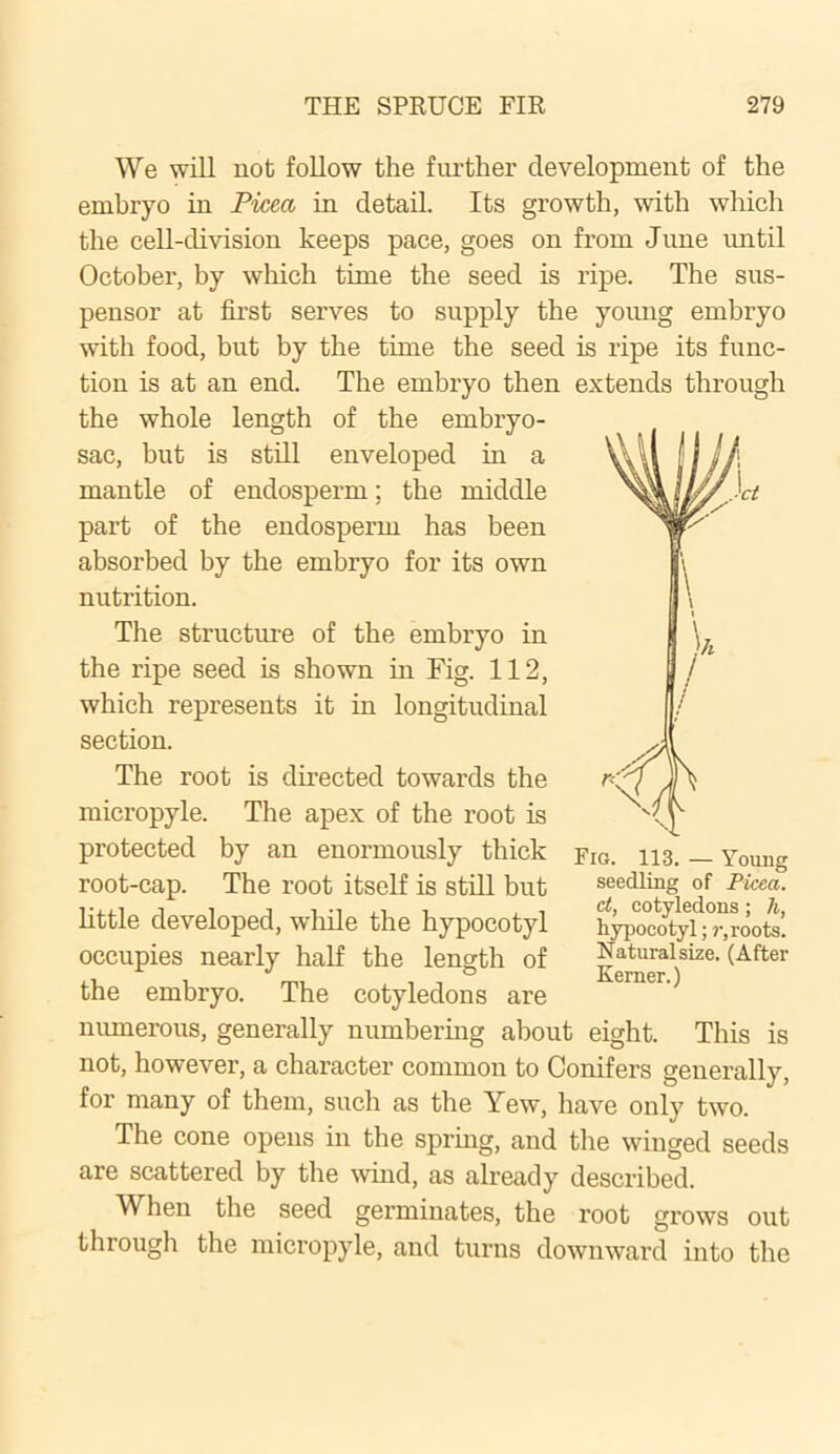 We will not follow the further development of the embryo in Picea in detail. Its growth, with which the cell-division keeps pace, goes on from June imtil October, by which time the seed is ripe. The sus- pensor at first serves to supply the young embryo with food, but by the time the seed is ripe its func- tion is at an end. The embryo then extends through the whole length of the embryo- sac, but is still enveloped in a mantle of endosperm; the middle part of the endosperm has been absorbed by the embryo for its own nutrition. The structure of the embryo in the ripe seed is shown hi Fig. 112, which represents it in longitudinal section. The root is directed towards the micropyle. The apex of the root is protected by an enormously thick root-cap. The root itself is still but little developed, while the hypocotyl occupies nearly half the length of the embryo. The cotyledons are numerous, generally numbering about eight. This is not, however, a character common to Conifers generally, for many of them, such as the Yew, have only two. The cone opens in the spring, and the winged seeds are scattered by the wind, as already described. When the seed germinates, the root grows out through the micropyle, and turns downward into the ct, cotyledons; h, hypocotyl; ?•, roots. Natural size. (After Kemer.)