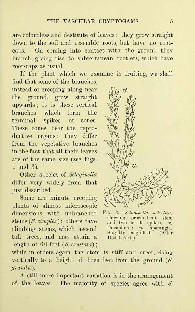 are colourless and destitute of leaves ; they grow straight down to the soil and resemble roots, but have no root- caps. On coming into contact with the ground they branch, giving rise to subterranean rootlets, which have root-caps as usual. If the plant which we examine is fruiting, we shall find that some of the branches, instead of creeping along near the ground, grow straight upwards; it is these vertical branches which form the terminal spikes or cones. These cones bear the repro- ductive organs; they differ from the vegetative branches in the fact that all their leaves are of the same size (see Figs. 1 and 3). Other species of Selaginella differ very widely from that just described. Some are minute creeping plants of almost microscopic dimensions, with unbranched stems (S. simplex) ; others have climbing stems, which ascend tall trees, and may attain a length of 6 0 feet (S. cxaltata) ; while in others again the stem is stiff and erect, rising vertically to a height of three feet from the ground (S. grandis). A still more important variation is in the arrangement of the leaves. The majority of species agree with S. Fig. 3.—Selaginella hclvctica, showing procumbent stem and two fertile spikes, r, rliizopliore; sp, sporangia. Slightly magnified. (After Dodel-Port.)