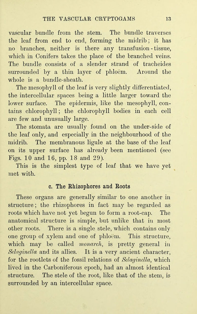 vascular bundle from the stem. The bundle traverses the leaf from end to end, forming the midrib; it has no branches, neither is there any transfusion - tissue, which in Conifers takes the place of the branched veins. The bundle consists of a slender strand of tracheides surrounded by a thin layer of phloem. Around the whole is a bundle-sheath. The mesophyll of the leaf is very slightly differentiated, the intercellular spaces being a little larger toward the lower surface. The epidermis, like the mesophyll, con- tains chlorophyll; the chlorophyll bodies in each cell are few and unusually large. The stomata are usually found on the under-side of the leaf only, and especially in the neighbourhood of the midrib. The membranous ligule at the base of the leaf on its upper surface has already been mentioned (see Figs. 10 and 16, pp. 18 and 29). This is the simplest type of leaf that we have yet met with. c. The Rhizophores and Roots These organs are generally similar to one another in structure; the rhizophores in fact may be regarded as roots which have not yet begun to form a root-cap. The anatomical structure is simple, but unlike that in most other roots. There is a single stele, which contains only one group of xylem and one of phloem. This structure, which may be called monarch, is pretty general in Selaginella and its allies. It is a very ancient character, for the rootlets of the fossil relations of Selaginella, which lived in the Carboniferous epoch, had an almost identical structure. The stele of the root, like that of the stem, is surrounded by an intercellular space.