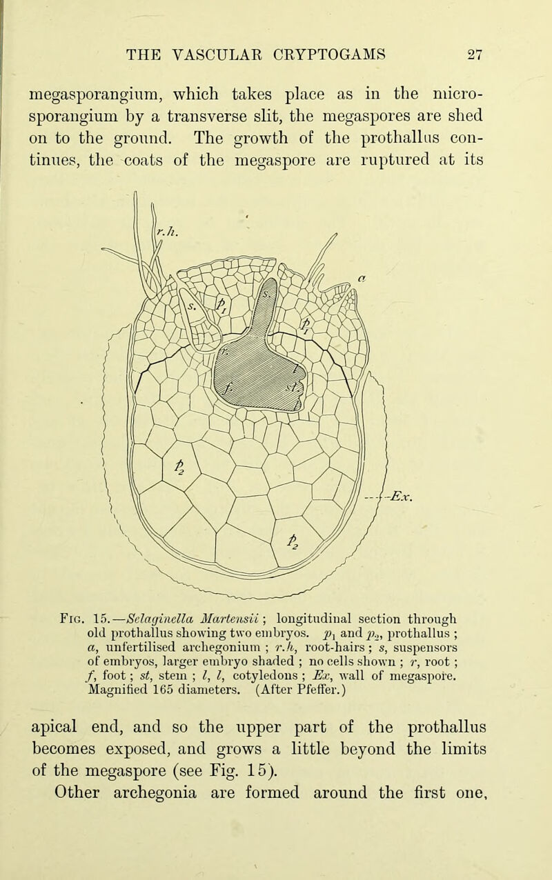 megasporangium, which takes place as in the micro- sporangium by a transverse slit, the megaspores are shed on to the ground. The growth of the prothallus con- tinues, the coats of the megaspore are ruptured at its Fig. 15.—Selaginclla Martensii; longitudinal section through old prothallus showing two embryos, yj, and p.,, prothallus ; a, unfertilised areliegonium ; r.h, root-hairs; s, suspensors of embryos, larger embryo shaded ; no cells shown ; r, root; /, foot; st, stem ; l, l, cotyledons ; Ex, wall of megaspore. Magnified 165 diameters. (After Pfeffer.) apical end, and so the upper part of the prothallus becomes exposed, and grows a little beyond the limits of the megaspore (see Fig. 15). Other archegonia are formed around the first one.