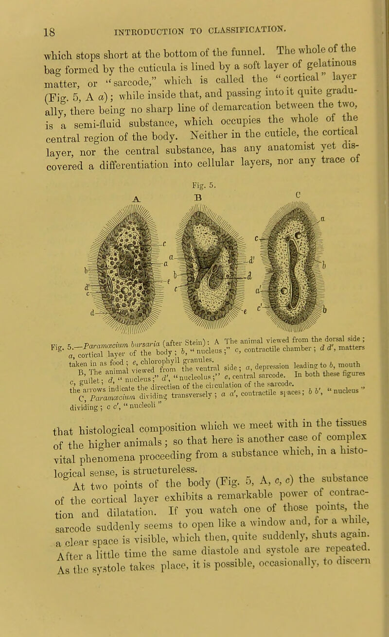 wliich Stops short at the bottom of the funnel. The whole of the bag formed by the cutieula is lined by a soft layer of gelatinous matter, or sarcode, which is called the cortical layer (Fi^ 5 A a); while inside that, and passing into it quite gradu- ally, there being no sharp line of demarcation between the two, is a semi-fluid substance, which occupies the whole of the central region of the body. Neither in the cuticle, the cortical layer nor the central substance, has any anatomist yet dis- covered a differentiation into cellular layers, nor any trace of L /^fto,. Q+oin! • A The animal viewed from the dorsal side ; * , 1 1 I,..11 rt-foTniloc ''^iir^^:\£St^r:^^ .de; «, depression ^adin. to 6, mouth c Ji - nuZ: -r d',  nucleoluscentral sarcode In both these figures dividing ; c c',  nucleoli  that histological composition which we meet with in the tissues of the higher animals ; so that here is another case of complex vital phenomena proceeding from a substance which, m a histo- logical sense, is structureless. w ^ At two points of the body (Fig. 5, A, c, c) the substance of the cortical layer exhibits a remarkable power of contrac- tion and dilatation. If you watch one of those points, the sarcode suddenly seems to open like a window and, for a while, a clpar space is visible, which then, quite suddenly, shuts again. After a little time the same diastole and systole are repeated. A tbo systole takes place, it is possible, occasionally, to discern