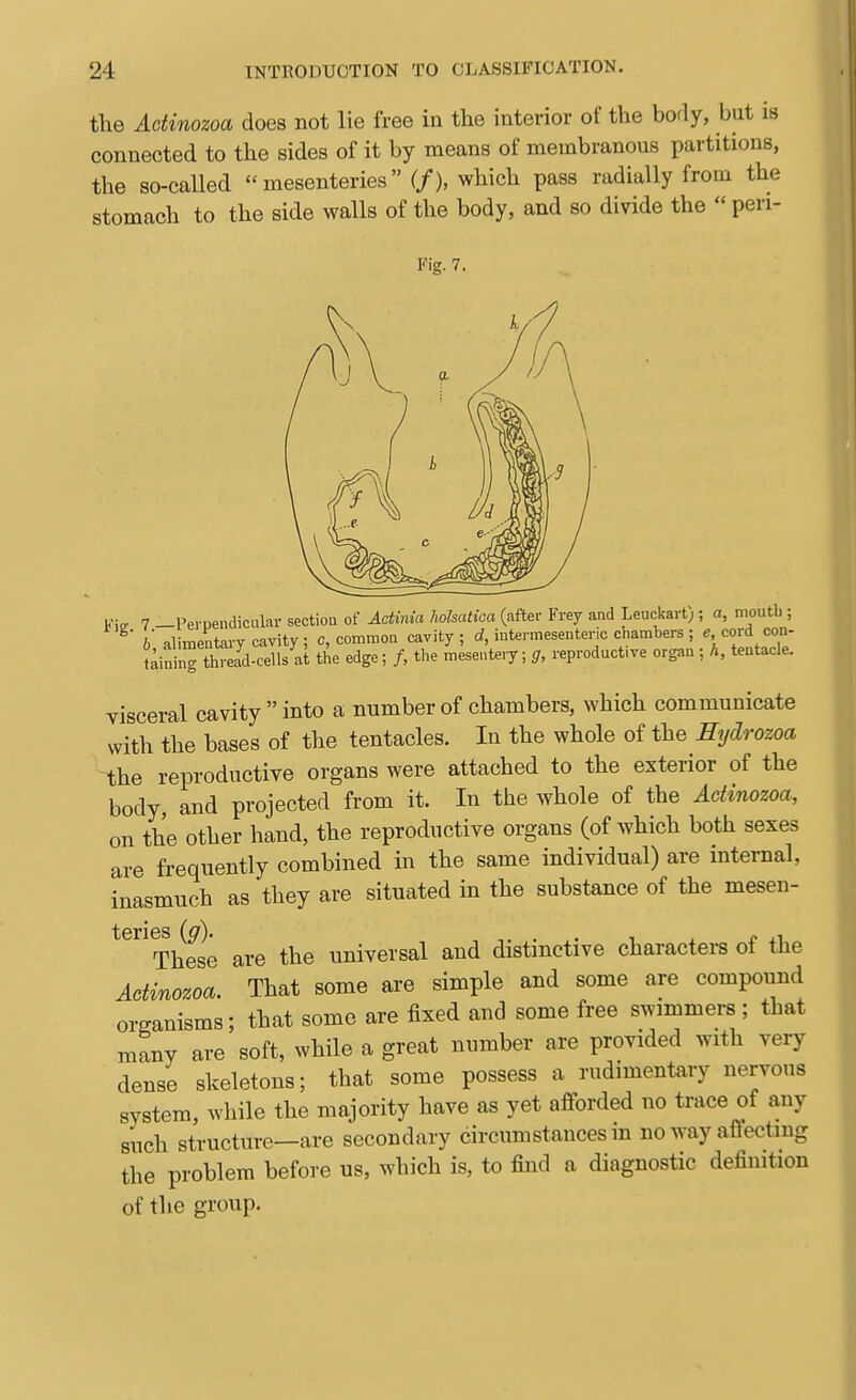 the Adinozoa does not lie free in the interior of the body, but is connected to the sides of it by means of membranous partitions, the so-called mesenteries (f), which pass radially from the stomach to the side walls of the body, and so divide the  pen- Pig. 7. Kip 7 —Perpendicuki- sectiou of Actinia holsatioa (after Frey and Leuckart; ; a, moutb ; ^' b alimentary cavity; c, comraon cavity; rf, intermesentenc chambers ; ^. ^ord c^- t^ininTthread-cells at the edge; /, the mesentery; jr, reproductive organ; h, tentacle. visceral cavity  into a number of chambers, which communicate with the bases of the tentacles. In the whole of the Eydrozoa the reproductive organs were attached to the exterior of the body, and projected from it. In the whole of the Adinozoa, on the other hand, the reproductive organs (of which both sexes are frequently combined in the same individual) are internal, inasmuch as they are situated in the substance of the meseu- These are the universal and distinctive charactei-s of the Adinozoa. That some are simple and some are compound organisms; that some are fixed and some free swimmers ; that many are soft, while a great number are provided with very dense skeletons; that some possess a rudimentary nervous system, while the majority have as yet afiforded no trace of any such structure—are secondary circumstances in no way affecting the problem before us, which is, to find a diagnostic definition of the group.