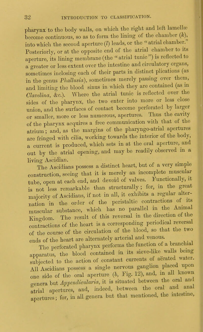 pharynx to the body walls, on which the right and left lamellai become continuous, so as to form the lining of the chamber (A;), into which the second aperture (Z) leads, or the « atrial chamber. Posteriorly, or at the opposite end of the atrial chamber to its aperture, its lining membrane (the atrial tunic) is reflected to a greater or less extent over the intestine and circulatory organs, sometimes inclosing each of their parts in distinct plications (as in the genus Phallusia), sometimes merely passing over them, and limiting the blood sinus in which they are contained (as in Glavelina, &c.). Where the atrial tunic is reflected over the sides of the pharynx, the two enter into more or less close union, and the surfaces of contact become perforated by larger or smaller, more or less numerous, apertures. Thus the cavity of the pharynx acquires a free communication with that of the atrium; and, as the margins of the pharyngo-atrial apertures are fringed with cilia, working towards the interior of the body, a current is produced, which sets in at the oral aperture, and out by the atrial opening, and may be readUy observed in a living Ascidian. . The Ascidians possess a distinct heart, but of a very simple construction, seeing that it is merely an incomplete muscular tube, open at each end, and devoid of valves. Eunctionally, it is not less remarkable than structurally; for, in the great maiority of Ascidians, if not in all, it exhibits a regular alter- nation in the order of the peristaltic contractions of its muscular substance, which has no parallel in the Animal Kingdom The result of this reversal in the direction ot the contractions of the heart is a corresponding periodical reversal of the course of the circulation of the blood, so that the two | ends of the heart are alternately arterial and venous. ■ The perforated pharynx performs the function of a branchial | apparatus, the blood contained in its sieve-like waUs being subiected to the action of constant currents of aerated water. All Ascidians possess a single nervous ganglion placed upon one side of the oral aperture (b, Fig. 12), and, in all known genera but Appendicularia, it is situated between the oral an. atrial apertures, and, indeed, between the oral and anal apertures; for, in aU genera but that mentioned, the intestine.