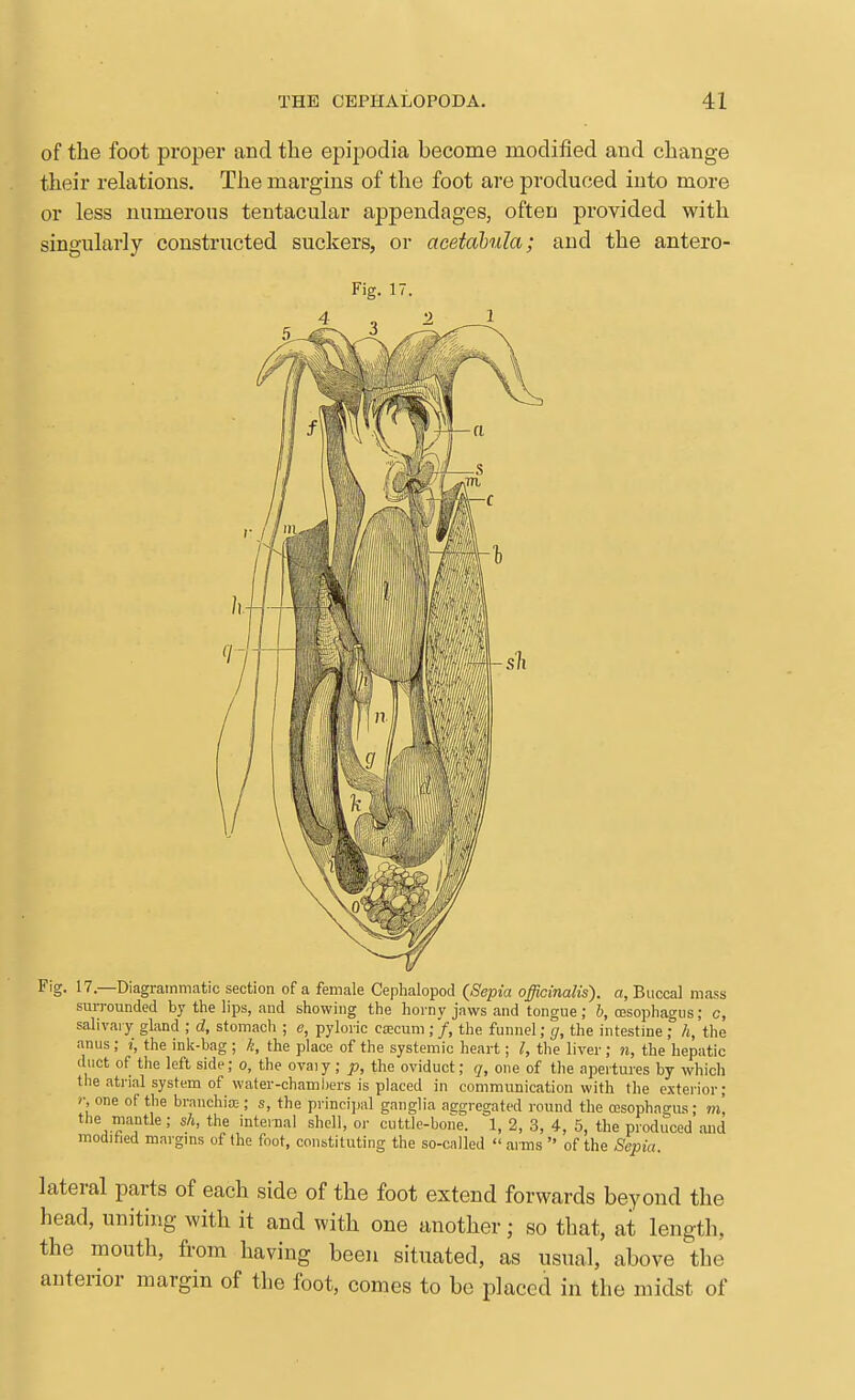 of the foot proper and tlie epipodia become modified and change their relations. The margins of the foot are produced into more or less numerous tentacular appendages, often provided with singularly constructed suckers, or acetahula; and the antero- Fig. 17. Fig. 17.—Diagrammatic section of a female Cephalopod {Sepia officinalis), a, Biiccal mass suiTounded by the lips, and showing the horny jaws and tongue; b, OBSophagus; c, salivary gland ; d, stomach ; e, pyloric cjEcuni;'/, the funnel; g, the intestine ; h, the anus ; i, the ink-bag ; k, the place of the systemic heart; I, the liver ; n, the hepatic duct of the left side; o, the ovaiy ; p, the oviduct; q, one of the ajjertures by which the atrial system of water-chambers is placed in communication with the exterior; r, one of the brnnchia;; s, the principal ganglia aggregated round the ccsophagus; m, the mantle; sh, the internal shell, or cuttle-bone. 1, 2, 3, 4, 6, the produced and modified maigms of the foot, constituting the so-called arms  of the Sepia. lateral parts of each side of the foot extend forwards beyond the head, uniting with it and with one another; so that, at length, the mouth, from having been sitiiated, as usual, above the anterior margin of the foot, comes to be placed in the midst of