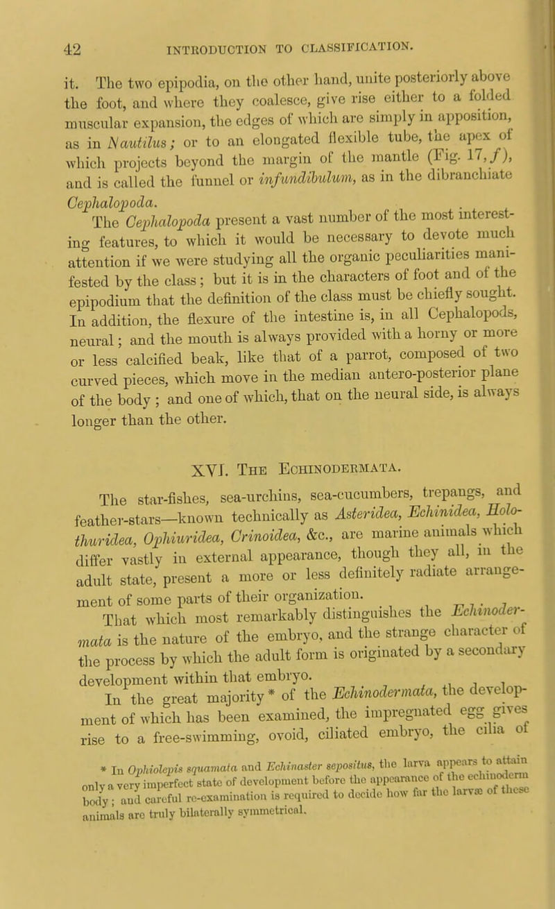 it. The two epipodia, on the other hand, unite posteriorly above the foot, and where they coalesce, give rise either to a folded muscular expansion, the edges of which are simply in apposition, as in Nautilus; or to an elongated flexible tube, the apex of which projects beyond the margin of the mantle (Fig. 17,/), and is called the funnel or infundibulum, as in the dibranchiate Cephalopoda. The Ge2:>haloj>oda present a vast number of the most mteres - ino- features, to which it would be necessary to devote much attention if we were studying all the organic pecuUarities mani- fested by the class ; but it is in the characters of foot and ot the epipodium that the definition of the class must be chiefly sought. In addition, the flexure of the intestine is, in all Cephalopods, neural; and the mouth is always provided with a horny or more or less calcified beak, like that of a parrot, composed of two curved pieces, which move in the median antero-posterior plane of the body ; and one of which, that on the neural side, is always longer than the other. XVI. The Echinodeemata. The star-fishes, sea-urchins, sea-cucumbers, trepangs, and feather-stars-known technically as Asteridea, Echimdea, Holo- thuridea, OpUuridea, Crinoidea, &c., are marine ammals which differ vastly in external appearance, though they all, m the adult state, present a more or less definitely radiate arrange- ment of some parts of their organization. 7 That which most remarkably distinguishes the Eclnnoder- mata is the nature of the embryo, and the strange character of the process by which the adult form is originated by a secondary development within that embryo. In the great majority* of the Ecliinodermata, the develop- ment of which has been examined, the impregnated egg gives rise to a free-swimming, ovoid, ciliated embryo, the ciha ot ♦ In Ophiolepis squamata and EcMnaster sepositus, the larva appears to attain onlva very imperfect state of development before the appearance of the echnuK enn body ; aufl Lful re-examination is reqnired to decide how far the larvae of these animals arc truly bilaterally symmetrical.