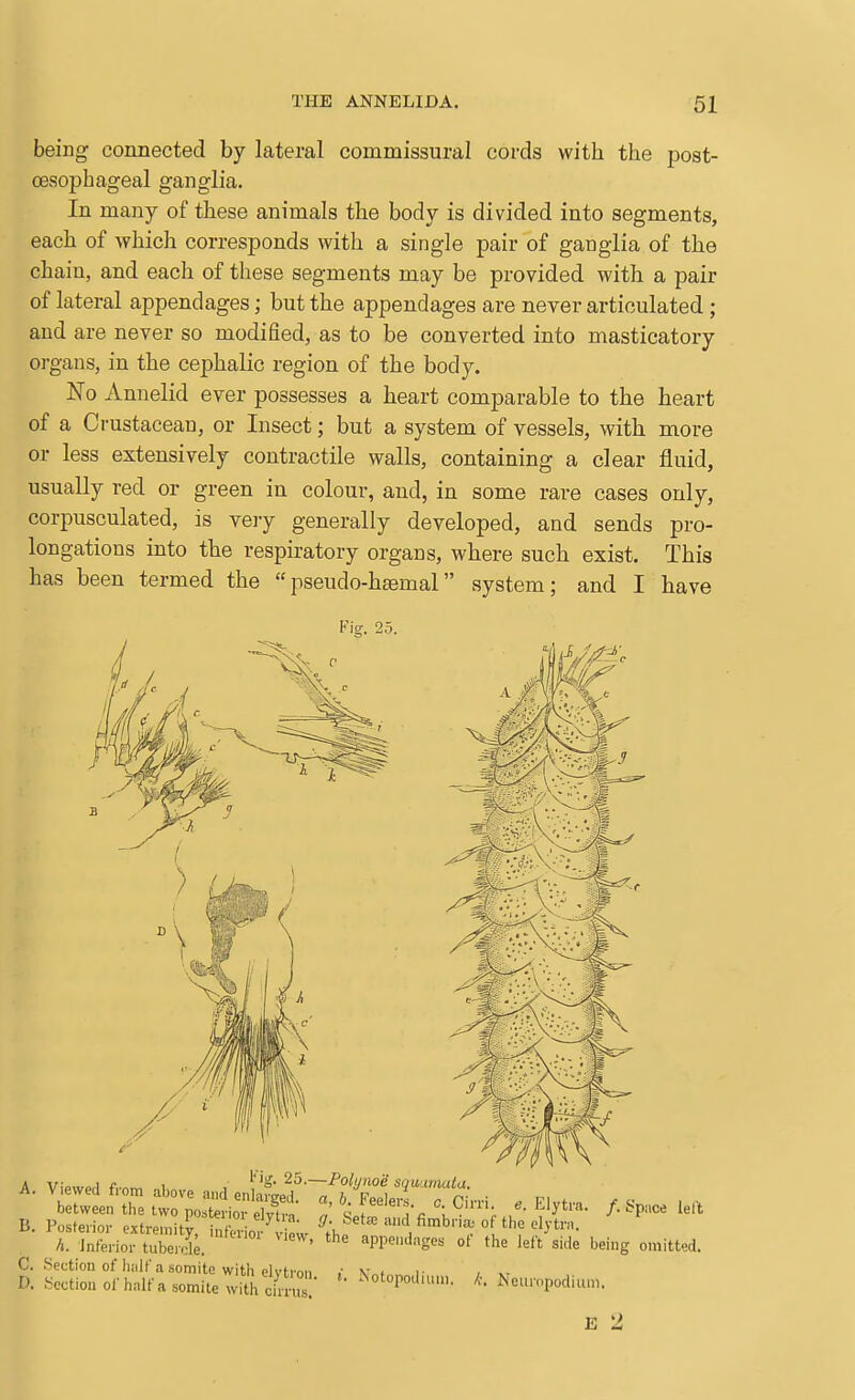 being connected by lateral commissural cords with the post- oesopbageal ganglia. In many of these animals the body is divided into segments, each of which corresponds with a single pair of ganglia of the chain, and each of these segments may be provided with a pair of lateral appendages; but the appendages are never articulated ; and are never so modified, as to be converted into masticatory organs, in the cephalic region of the body. No Annelid ever possesses a heart comparable to the heart of a Crustacean, or Insect; but a system of vessels, with more or less extensively contractile walls, containing a clear fluid, usually red or green in colour, and, in some rare cases only, corpusculated, is very generally developed, and sends pro- longations into the respiratory organs, where such exist. This has been termed the pseudo-hsemal system; and I have 'is. 25. B. Posterior extremity, info^oi iL ^^Z, ^^'^''^'/'bna,-o the elytra. h. inferior tuberolk ' Wemlnges of the left side being omitted. C. Section of luilf a.somite with elvtron .• v„t i- , v D. Section of half a somite wi^Si ciW!^ ^otorodu,m. k. Ncuropodium. E 2,